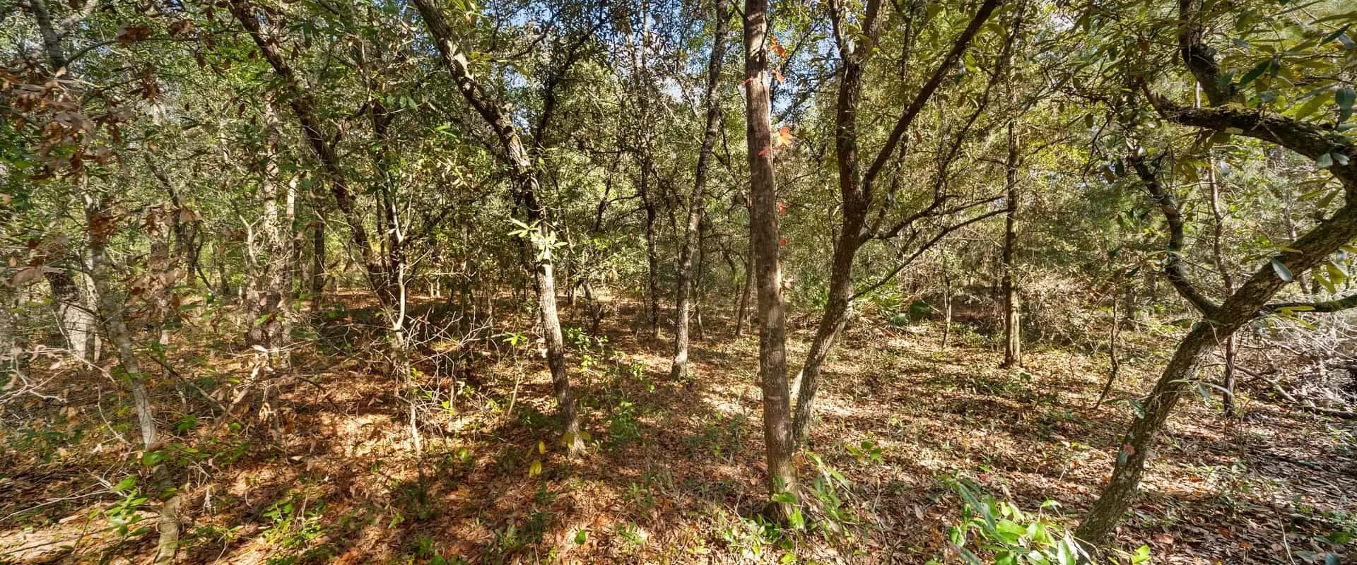 Pine flatwoods and open sky on an inland Florida lot