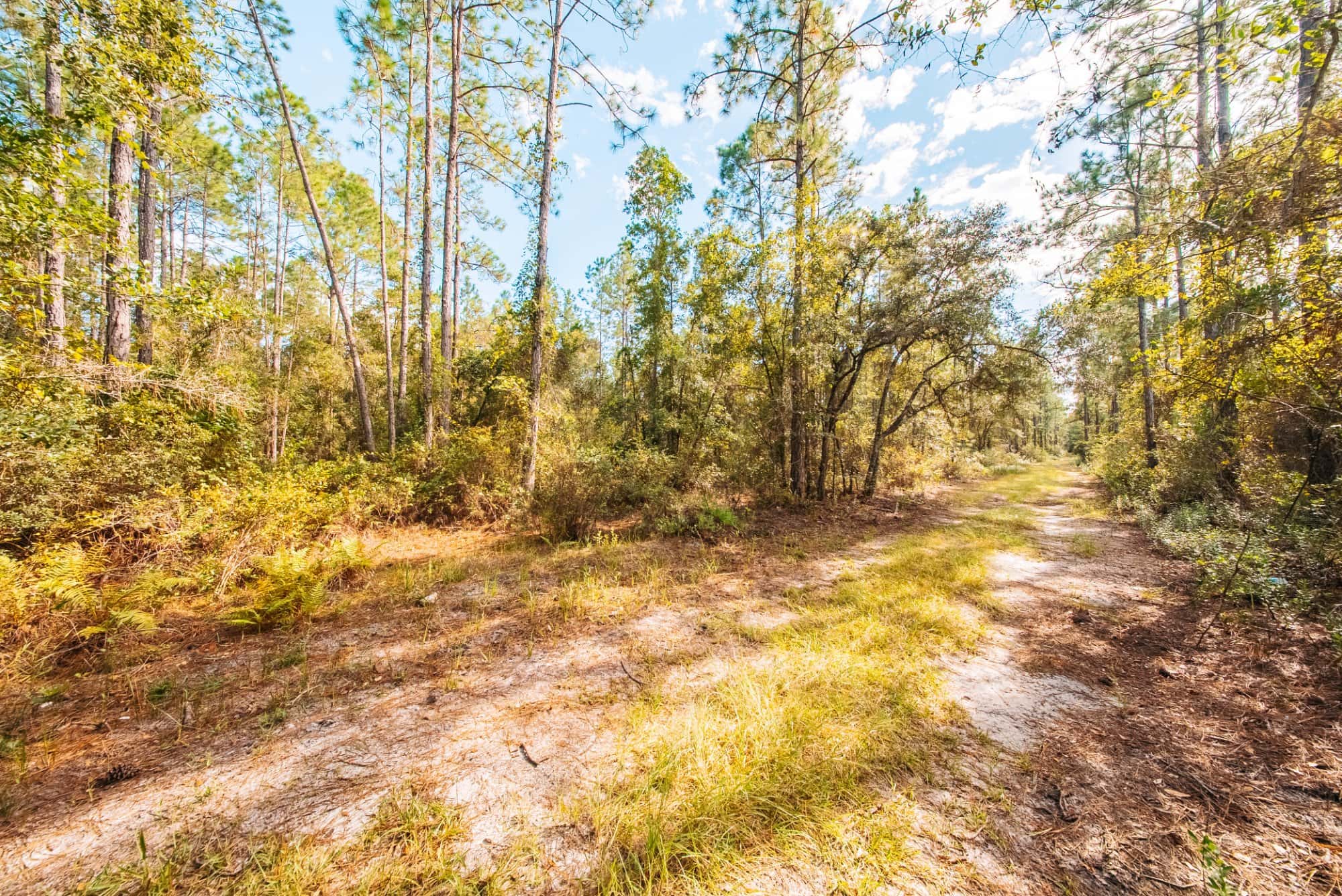 1.55 acre agricultural zoned land for sale in Putnam County, FL, photo 6