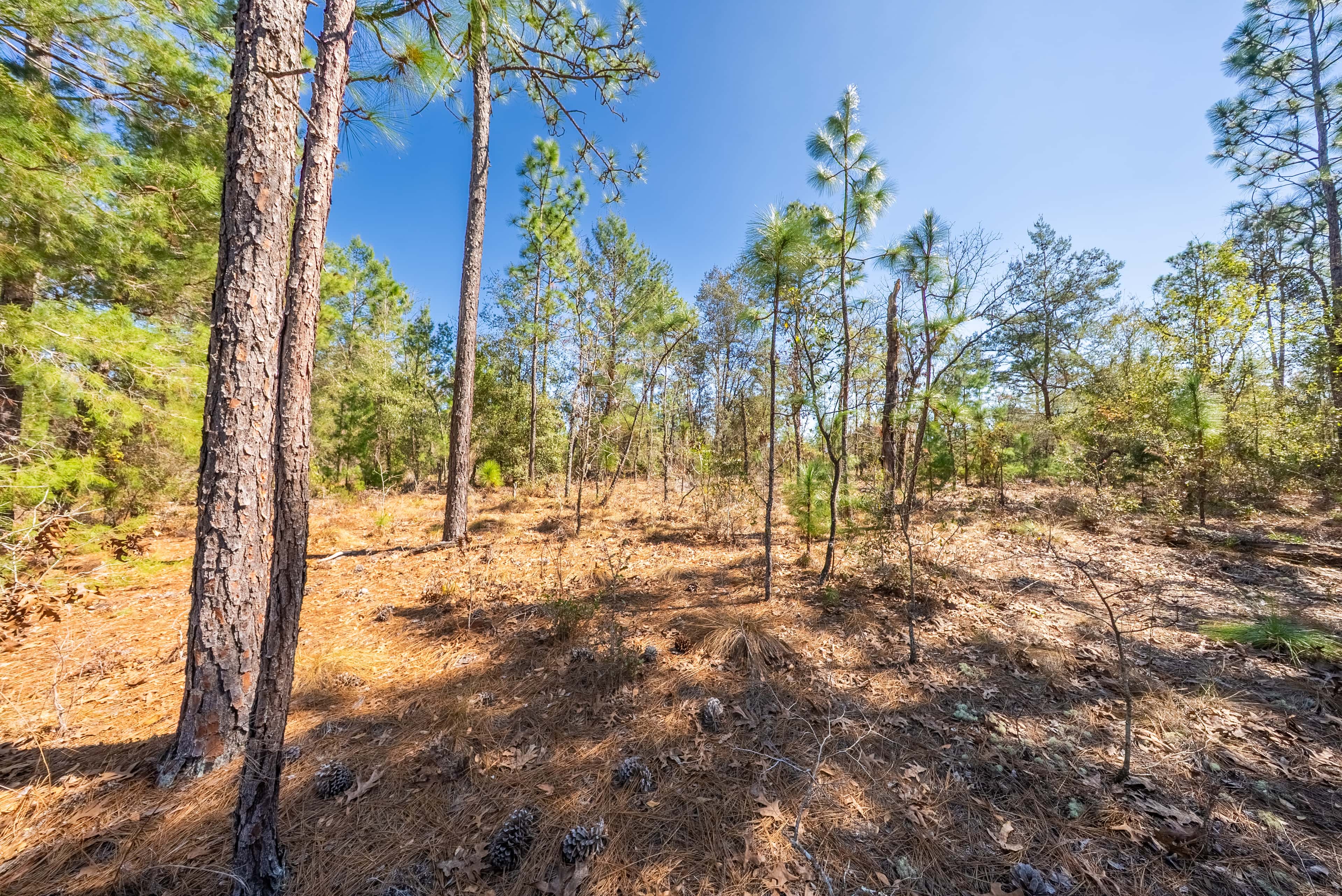 1.22 acre residential zoned land for sale in Putnam County, FL, photo 10