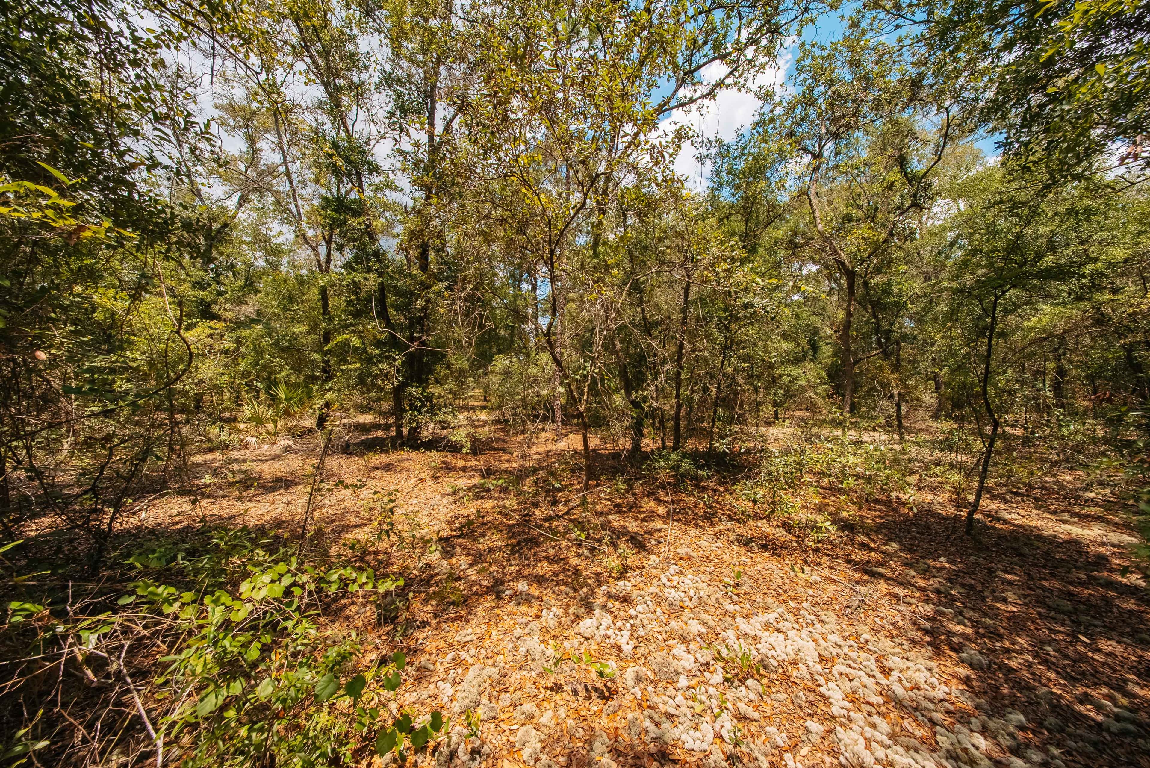 0.2 acre residential zoned land for sale in Putnam County, FL, photo 4