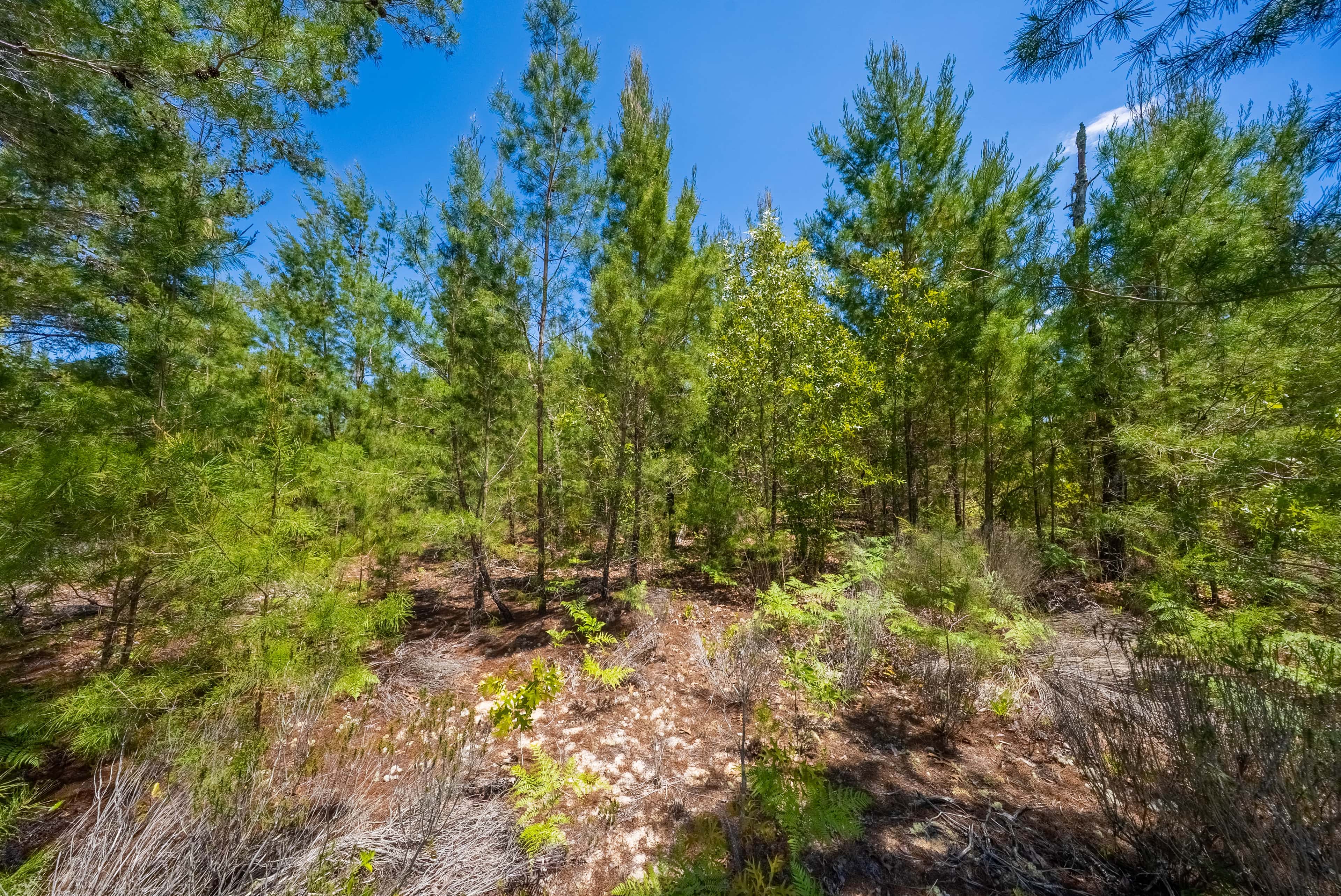 0.42 acre residential zoned land for sale in Putnam County, FL, photo 11