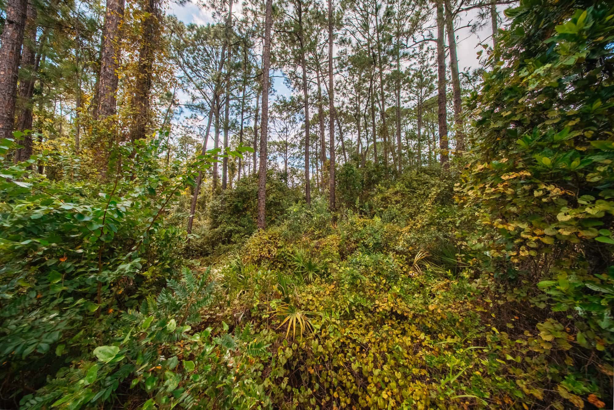0.29 acre residential zoned land for sale in Putnam County, FL, photo 8