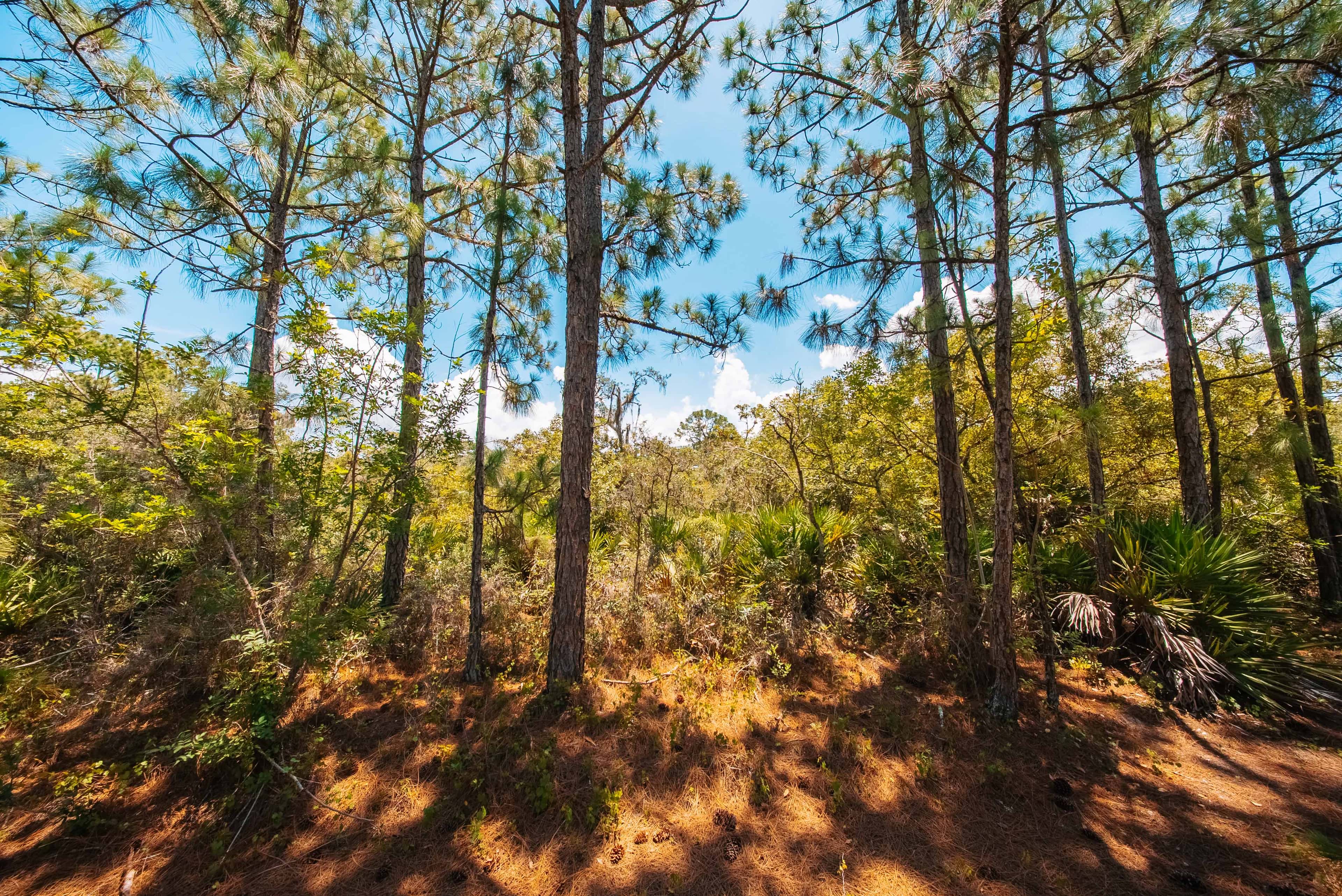 0.24 acre residential zoned land for sale in Highlands County, FL, photo 13