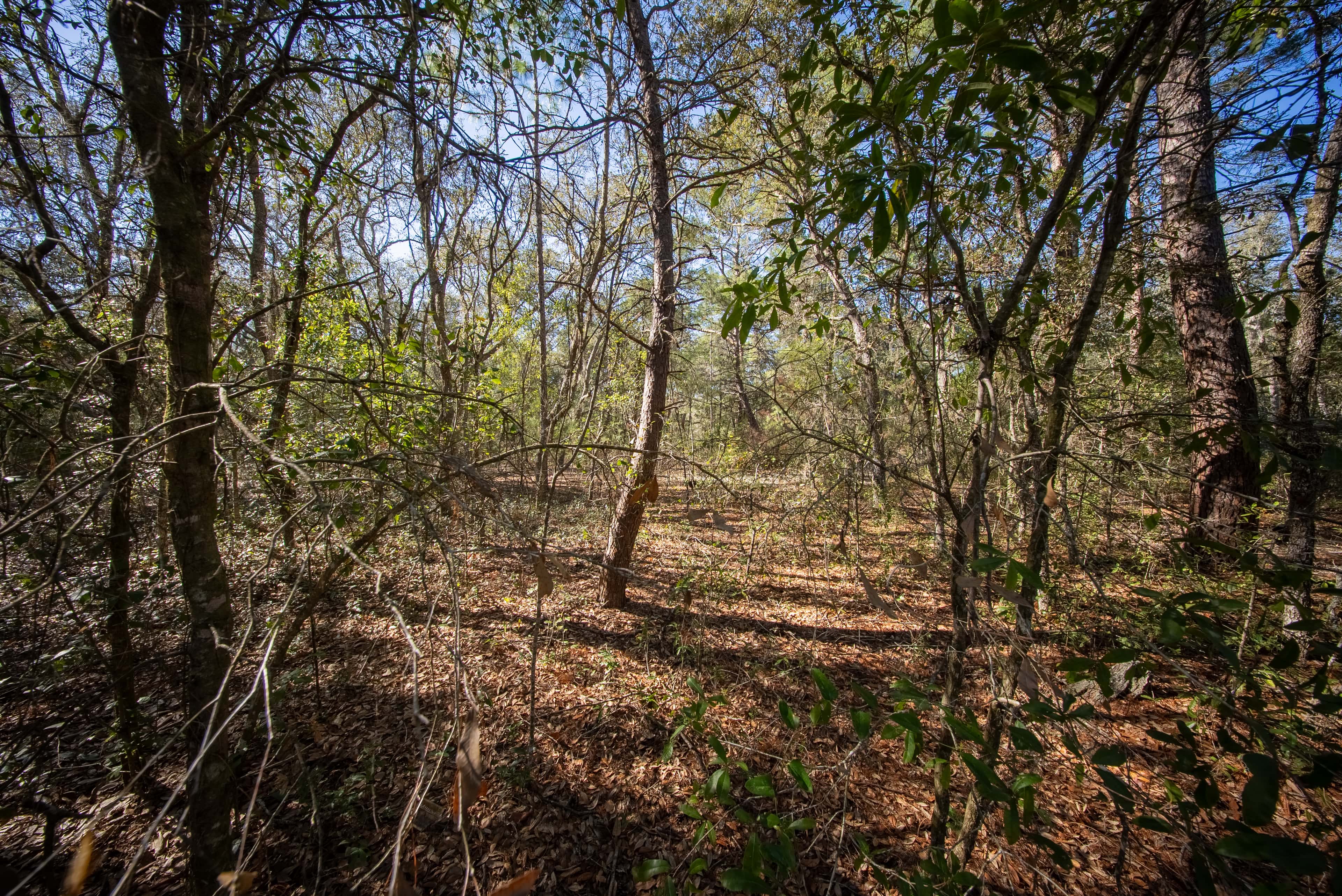 0.22 acre residential zoned land for sale in Putnam County, FL, photo 15
