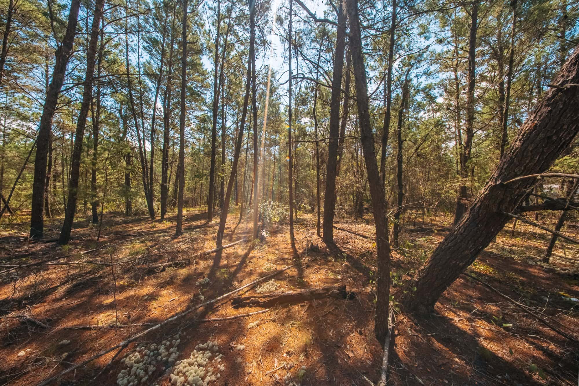 0.34 acre residential zoned land for sale in Putnam County, FL, photo 13