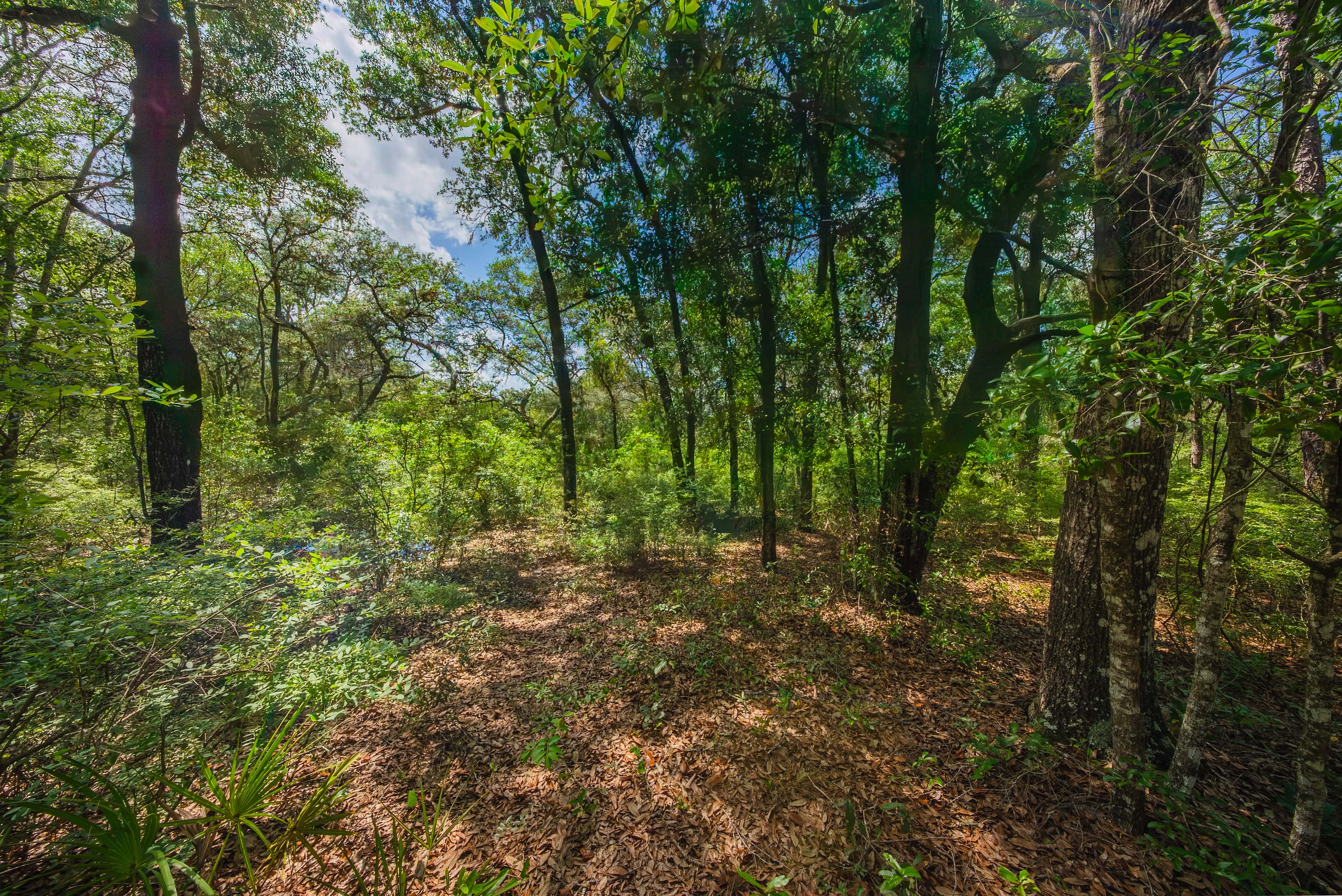 0.22 acre residential zoned land for sale in Putnam County, FL, photo 7