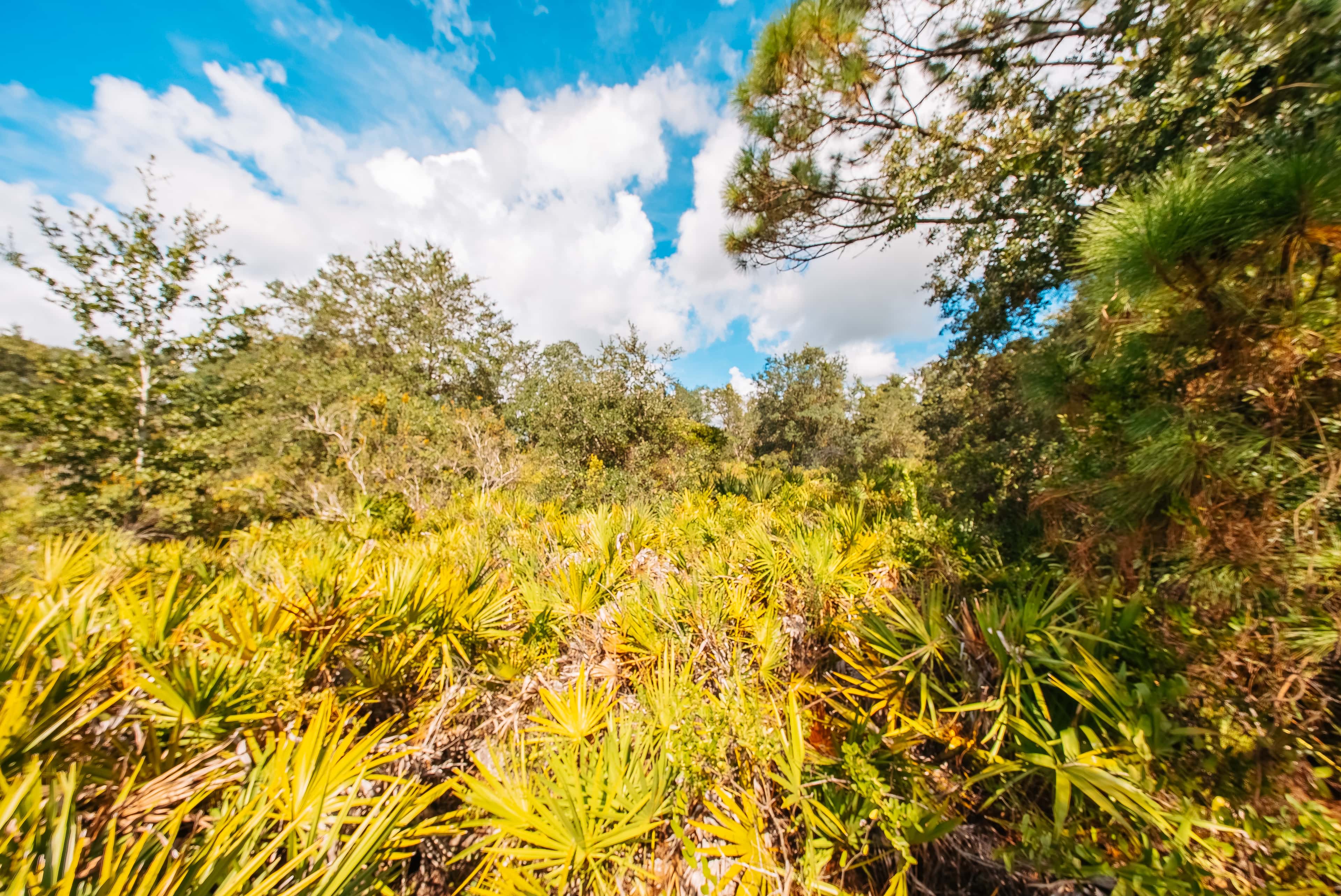 0.3 acre residential zoned land for sale in Highlands County, FL, photo 11