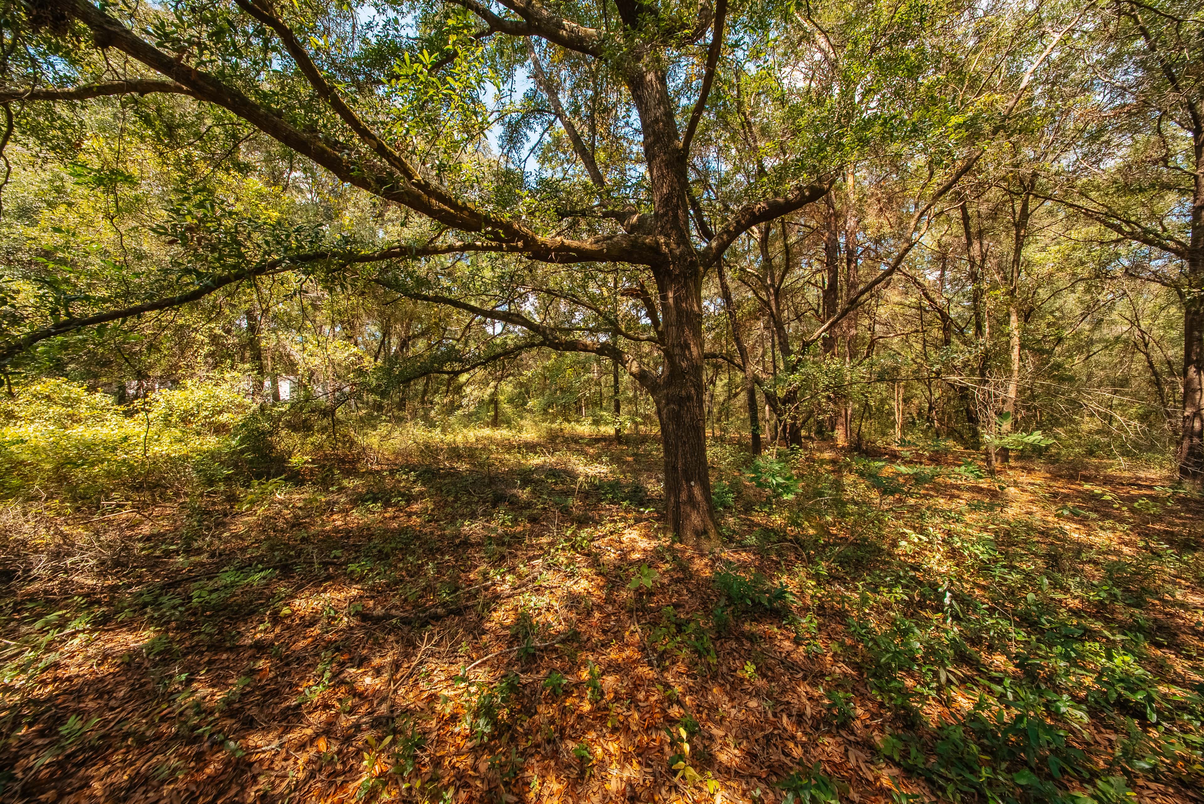 0.43 acre residential zoned land for sale in Putnam County, FL, photo 10
