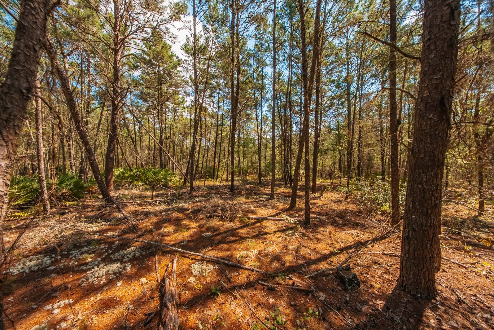 0.34 acre residential zoned land for sale in Putnam County, FL, photo 12