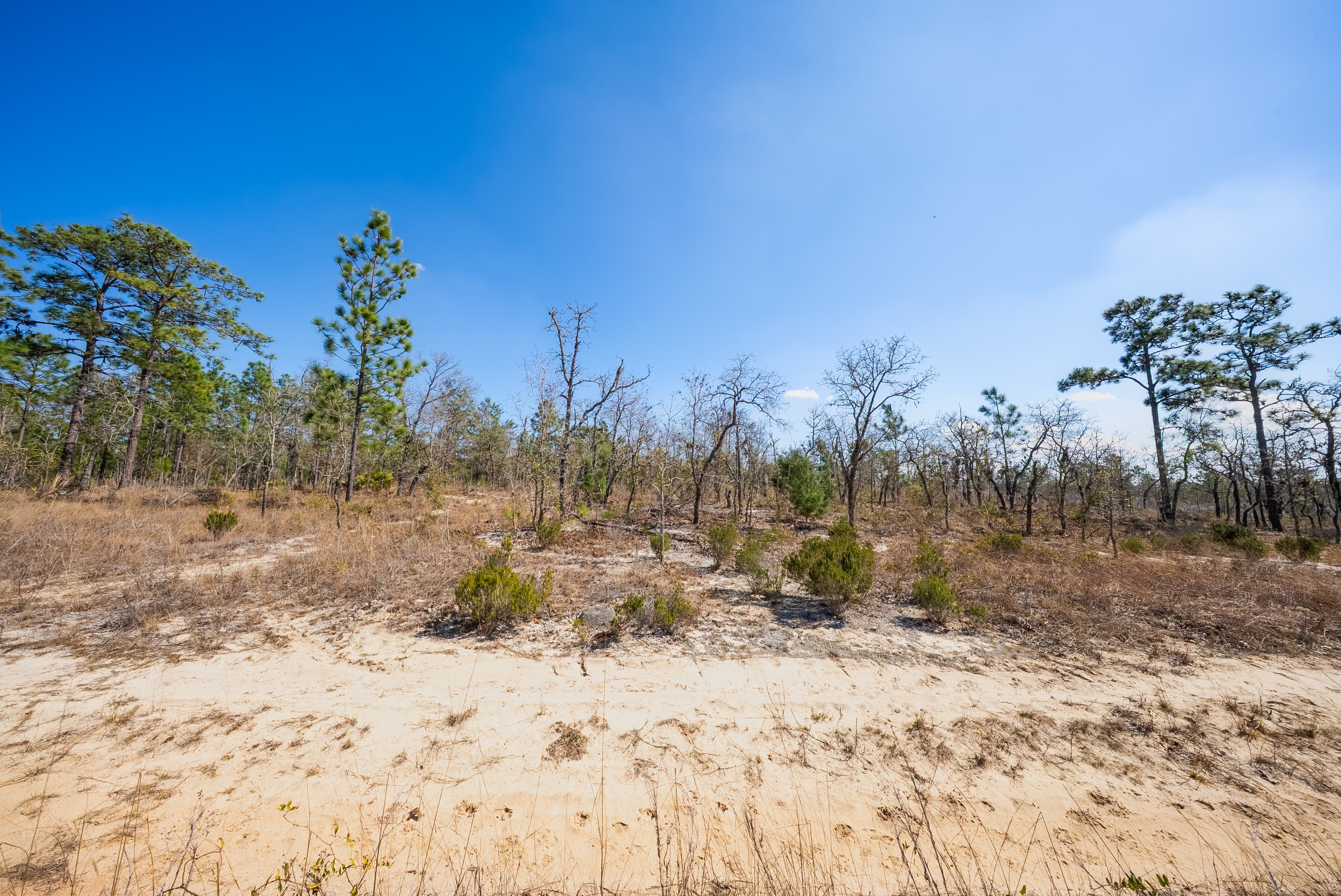 High, Dry, and Deeded: Your 0.2-Acre Florida Lookout — property view 11