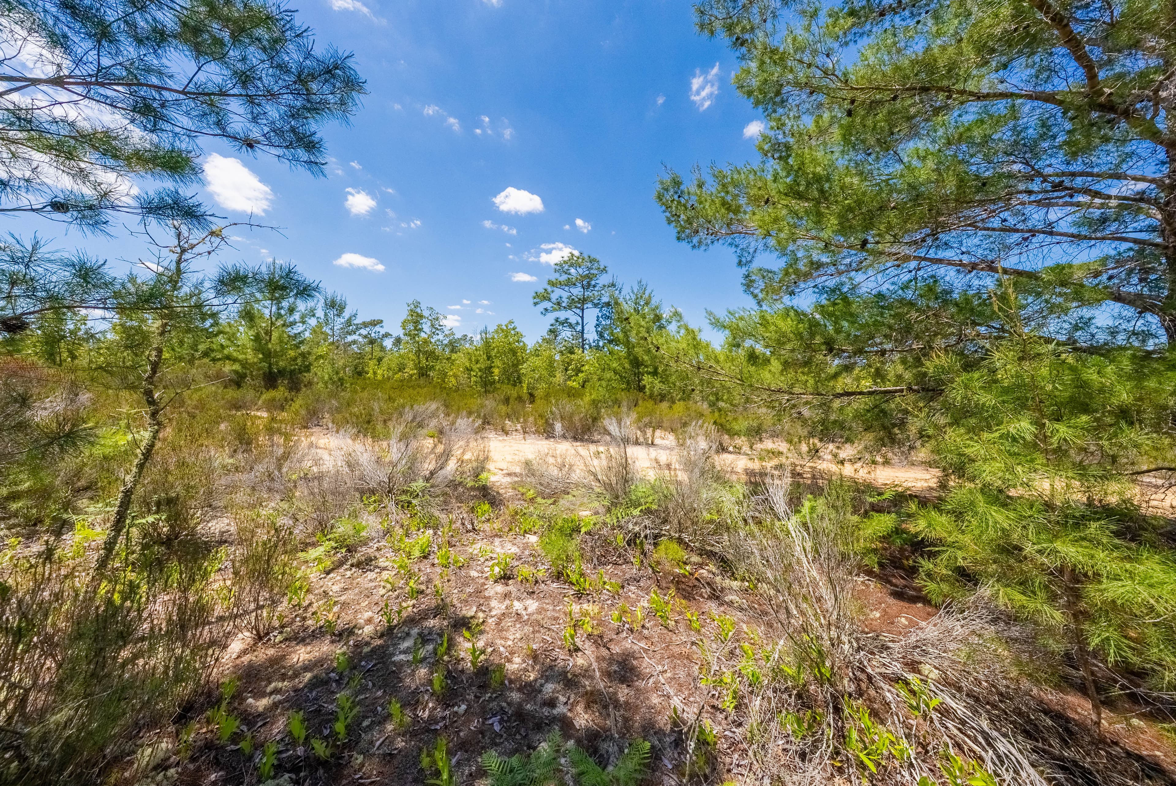 Elite 0.42-Acre High-Elevation Sanctuary – Rare 187ft Elevation Near Lake Lucy — property view 13