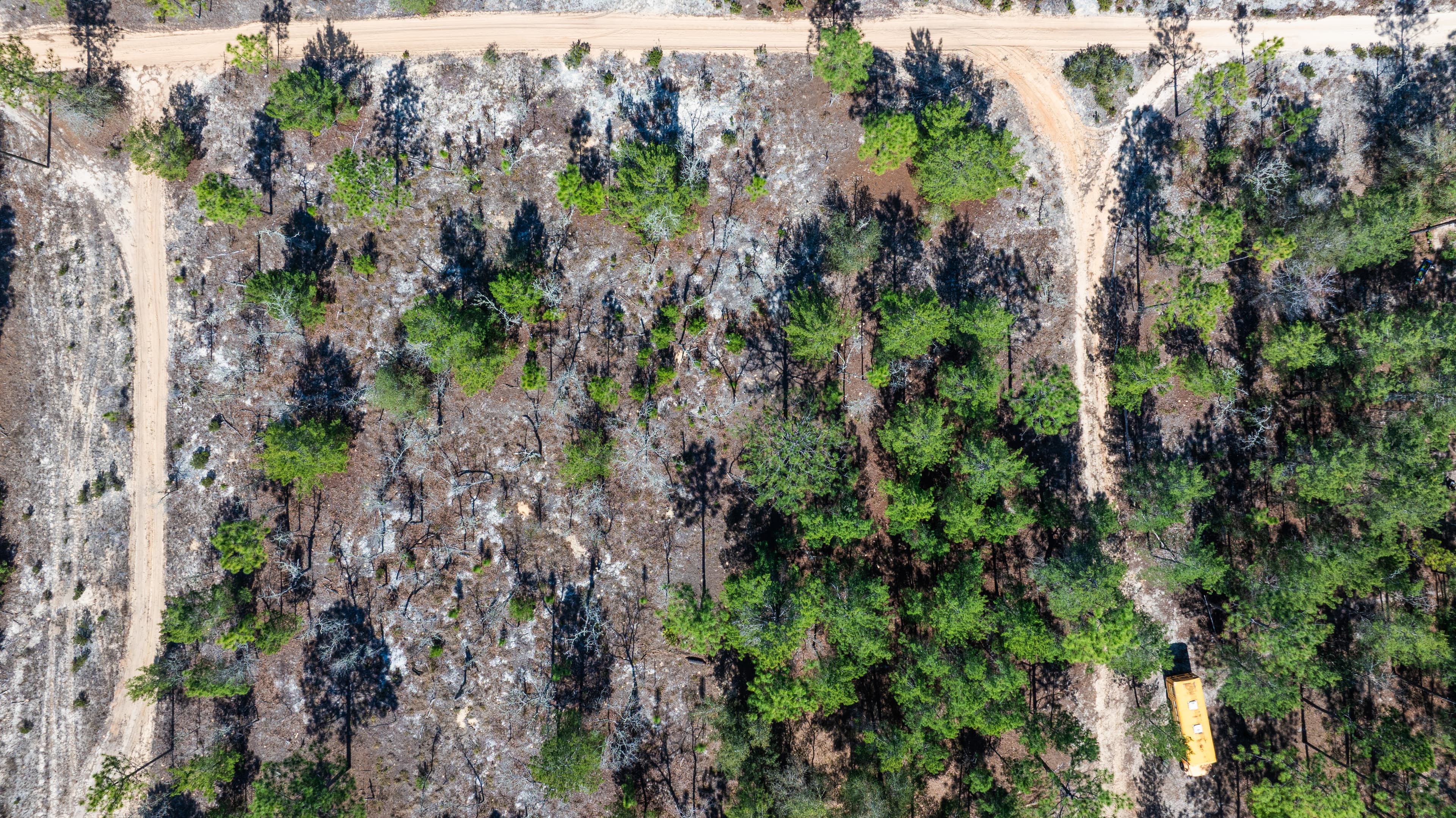 The High-Ground Corner: 0.37 Deeded Acres in Wild Florida — property view 5