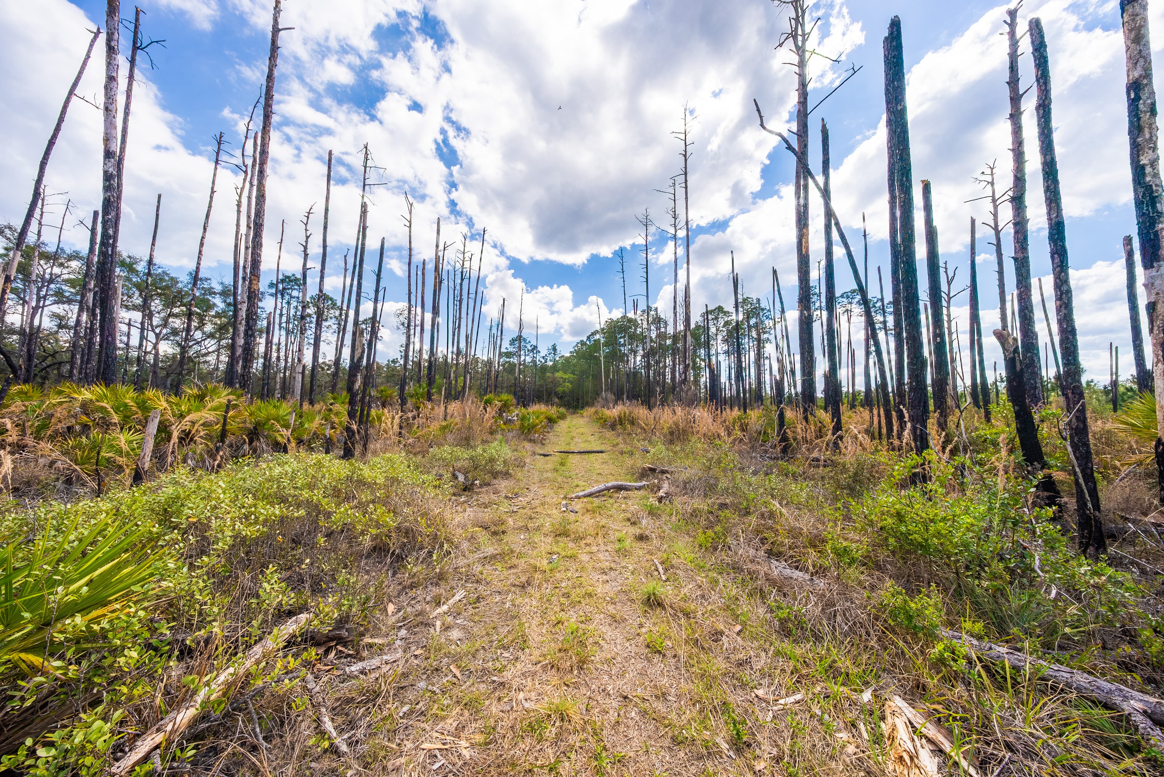 The Dana Avenue Sanctuary: 0.22 High-Elevation Acres in Interlachen — property view 7