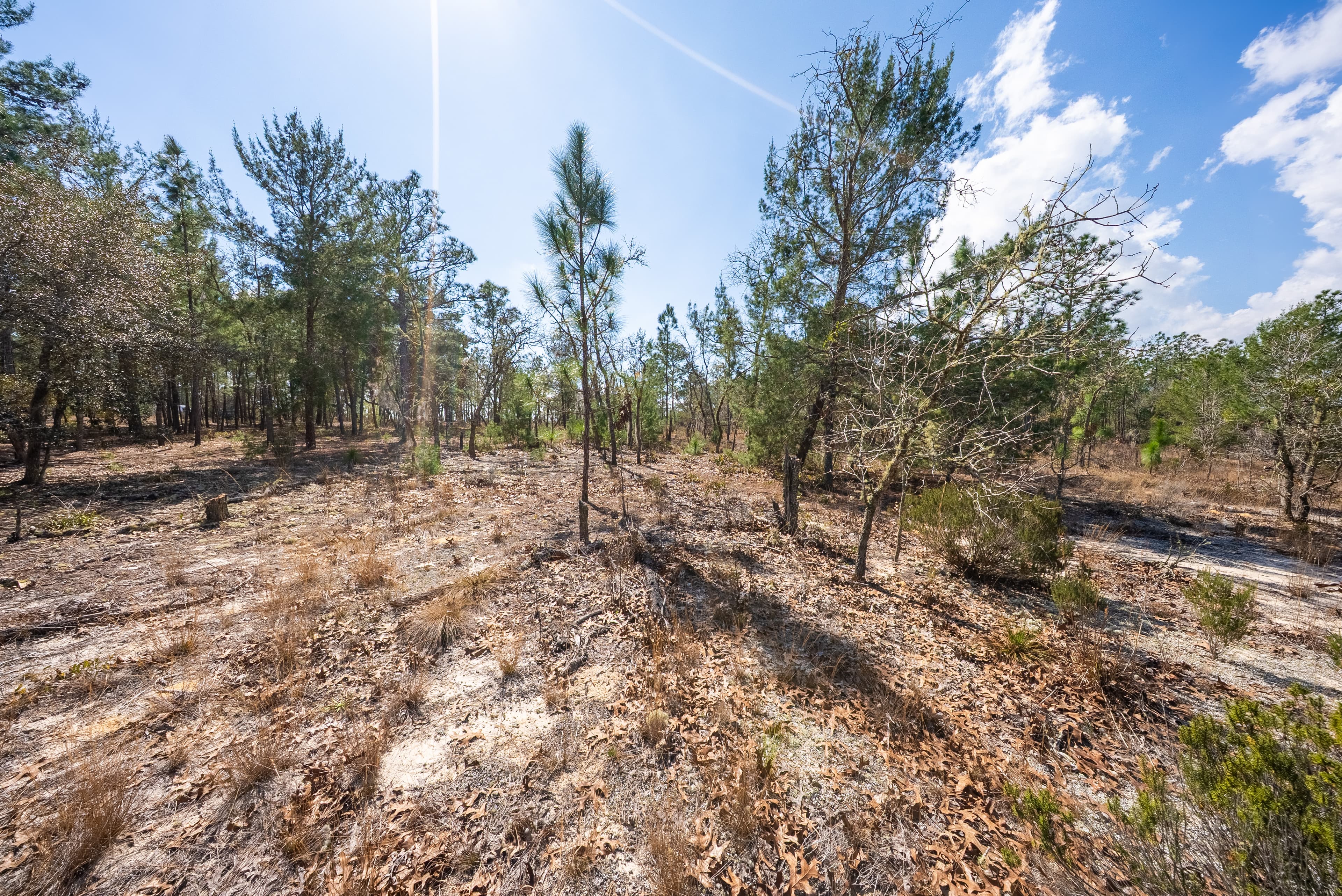 The High-Ground Corner: 0.37 Deeded Acres in Wild Florida — property view 12