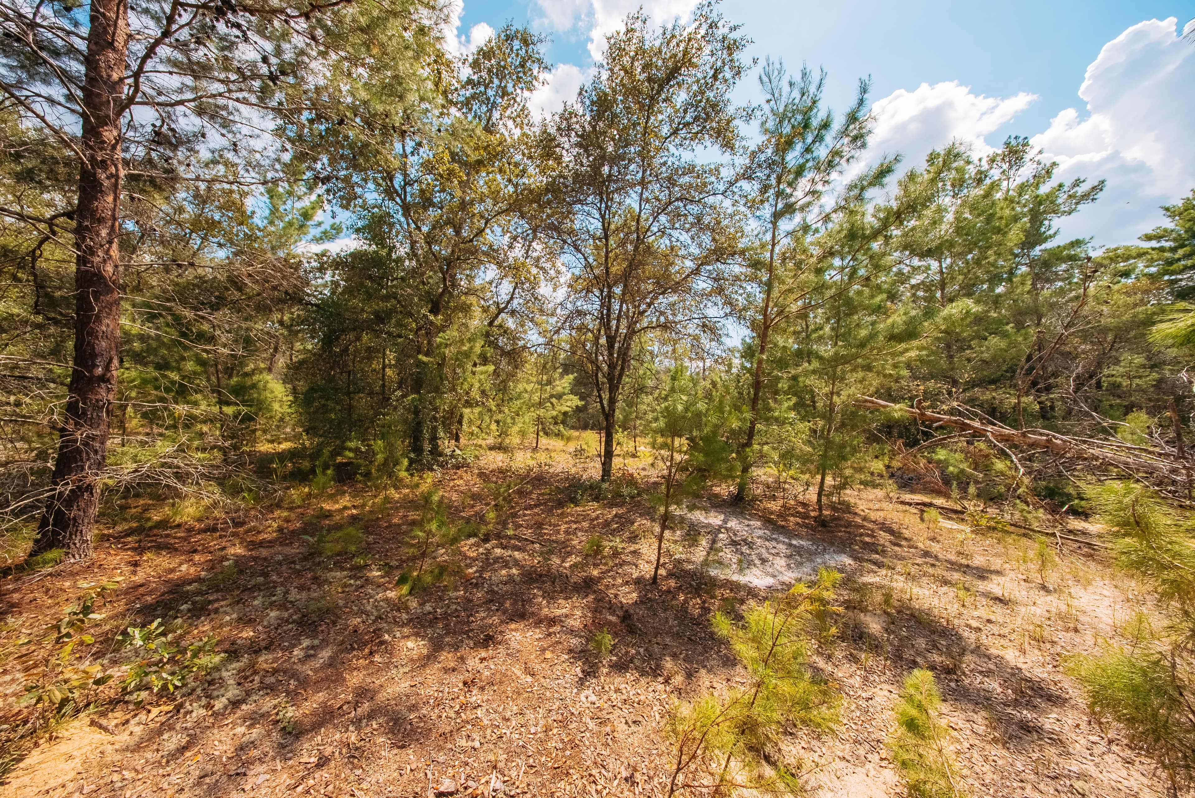 0.23 Acre Build-Ready Lot in Interlachen Lakes Estates — property view 12