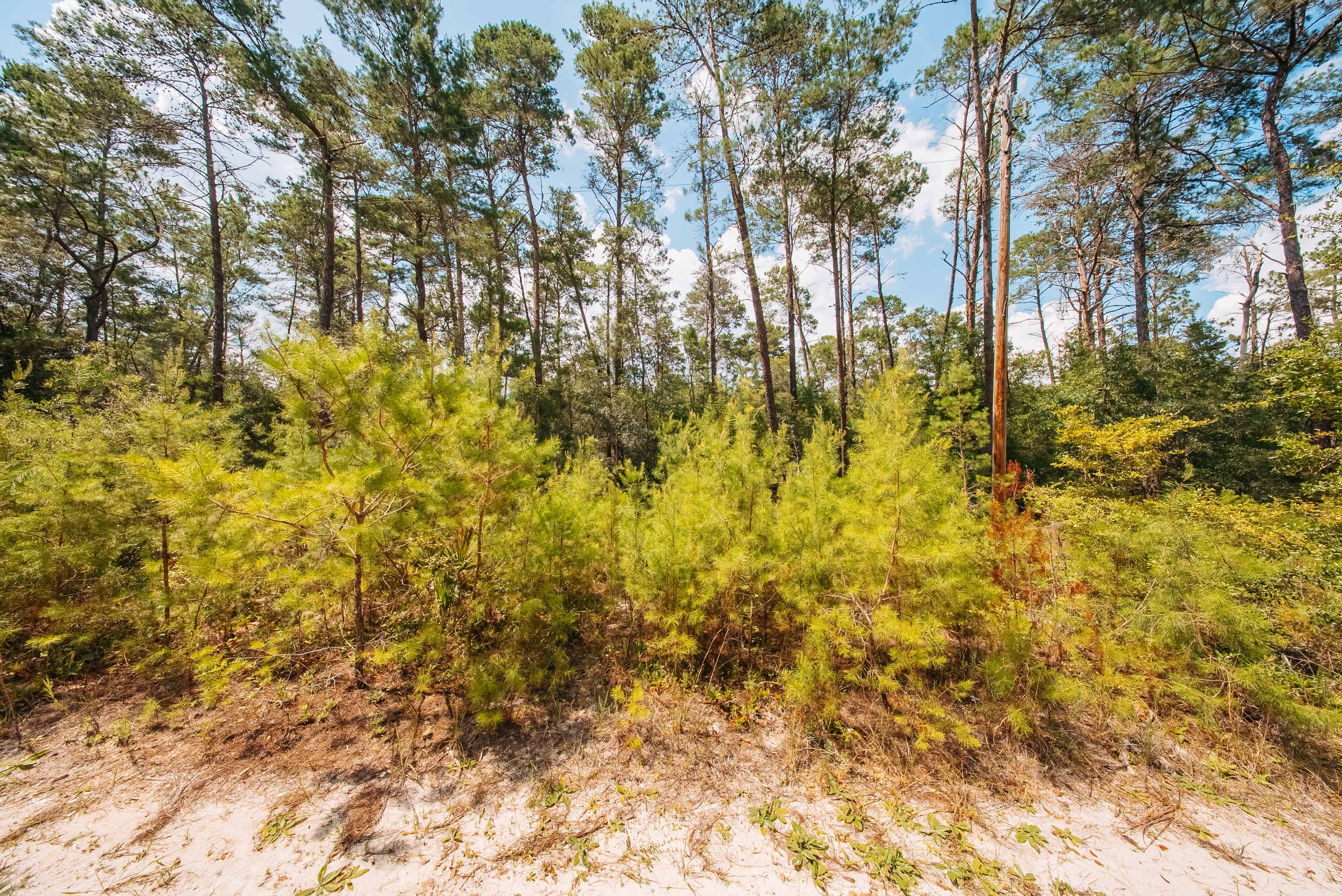 0.23 Acre Build-Ready Lot in Satsuma, Putnam County — property view 7