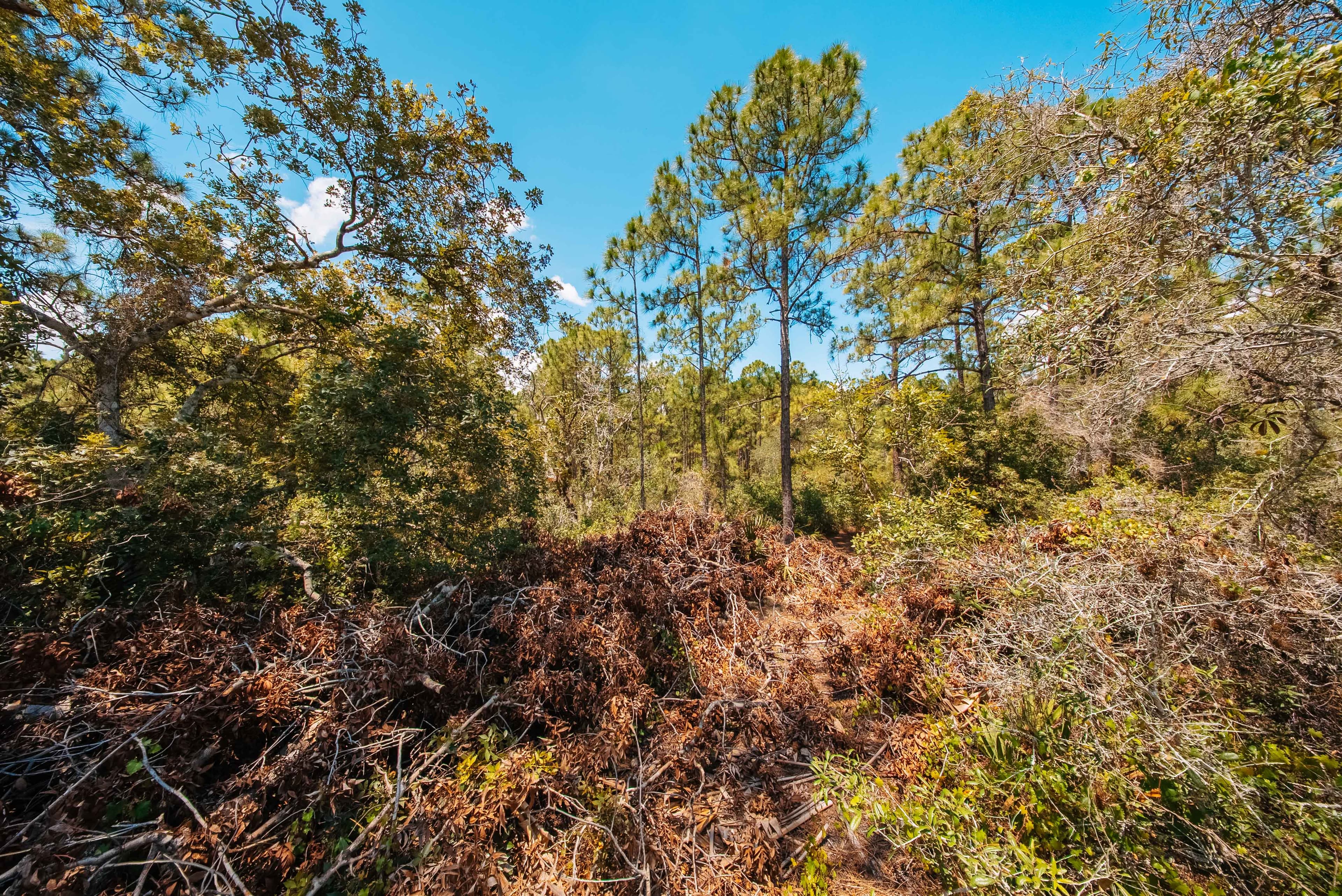  0.24 Acre Build-Ready Lot in Sun N Lakes, Lake Placid — property view 8