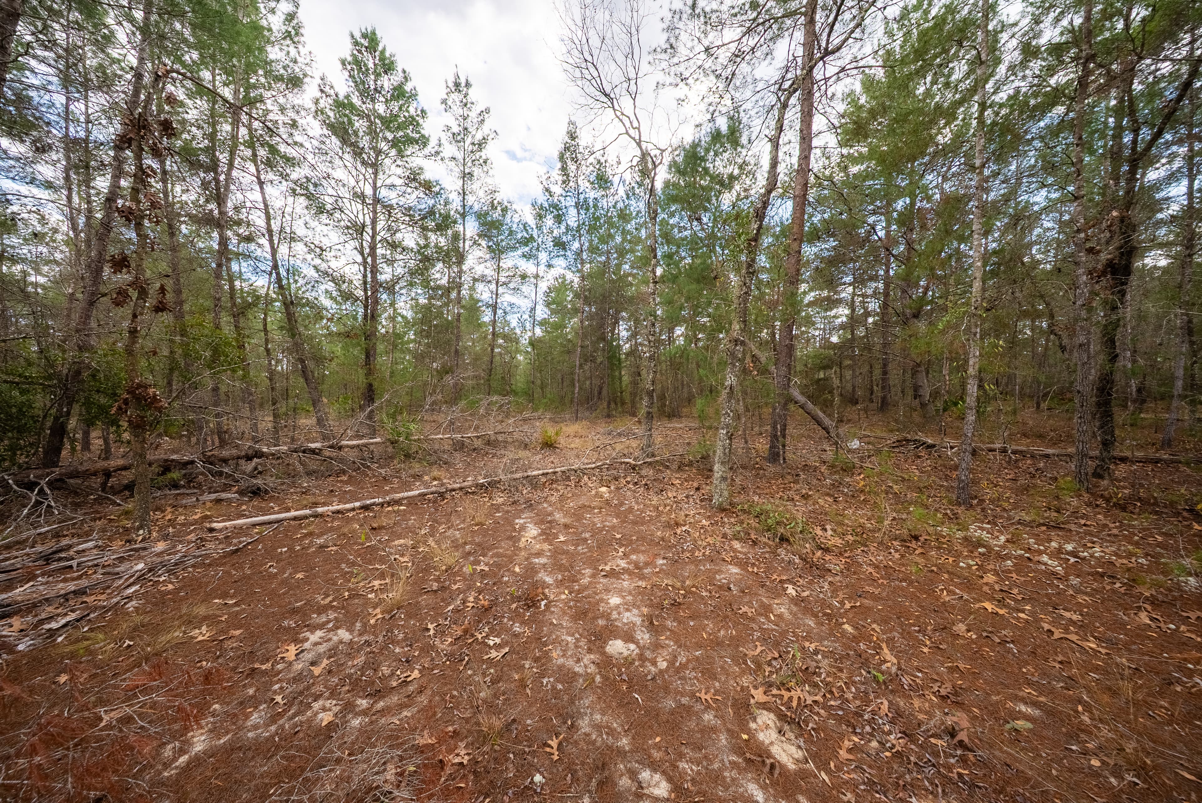 Build Your Legacy: Affordable Sunshine on 0.4 Unrestricted Acres — property view 11