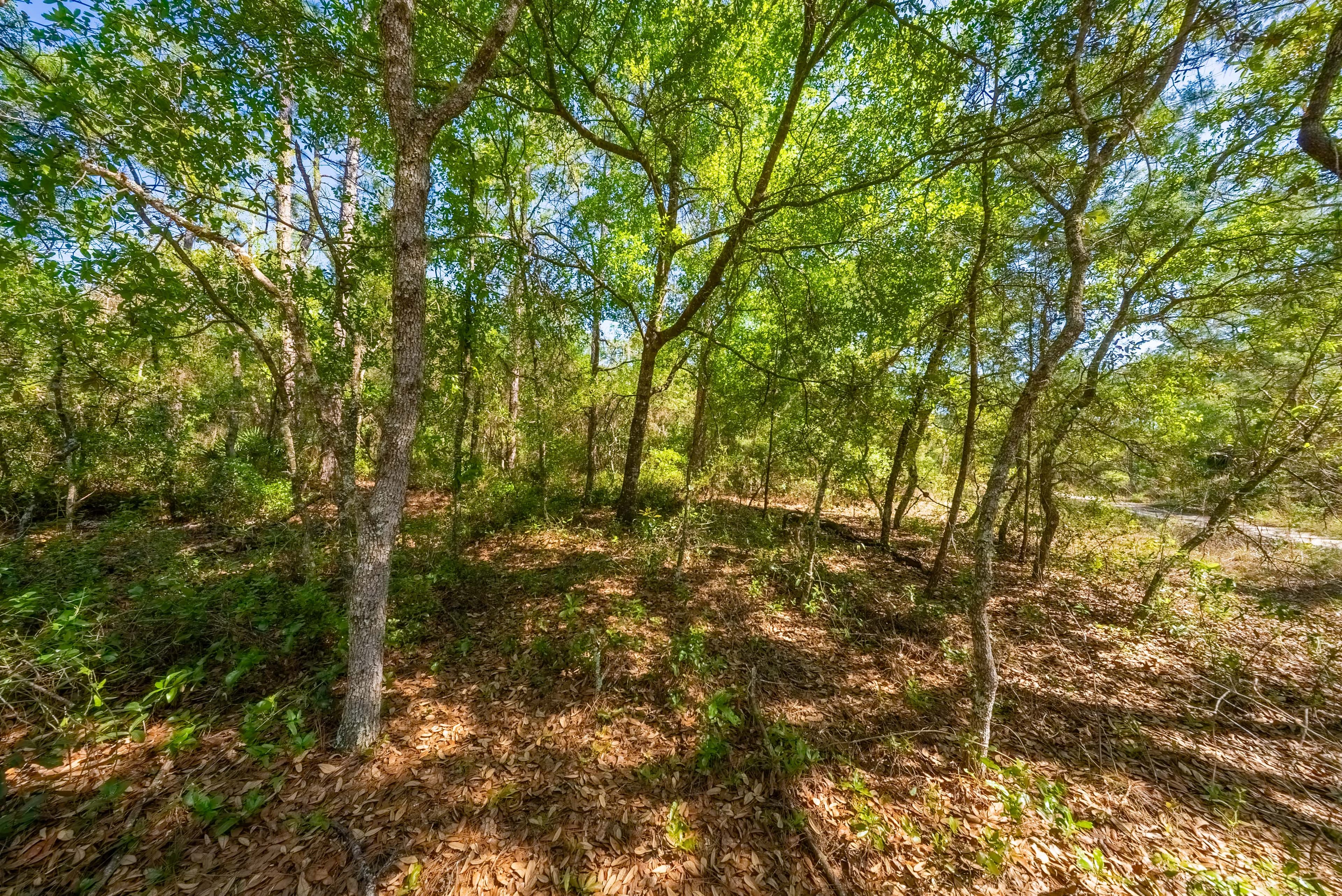 The Satsuma High-Point: 0.23 Acres of Wooded Freedom & 65ft Elevation — property view 7