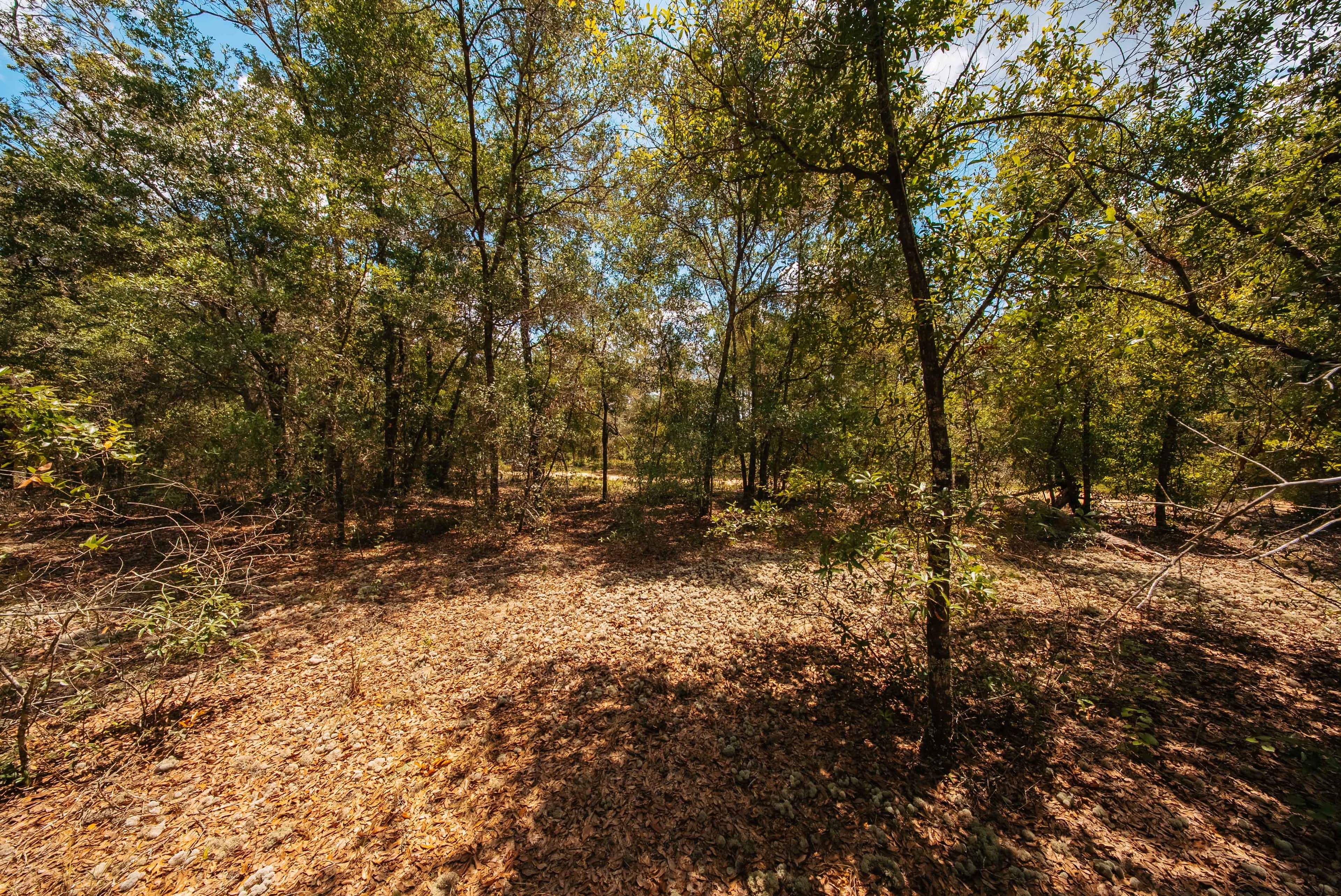 0.20 Acre Build-Ready Lot in West Lake Estates, Interlachen — property view 15