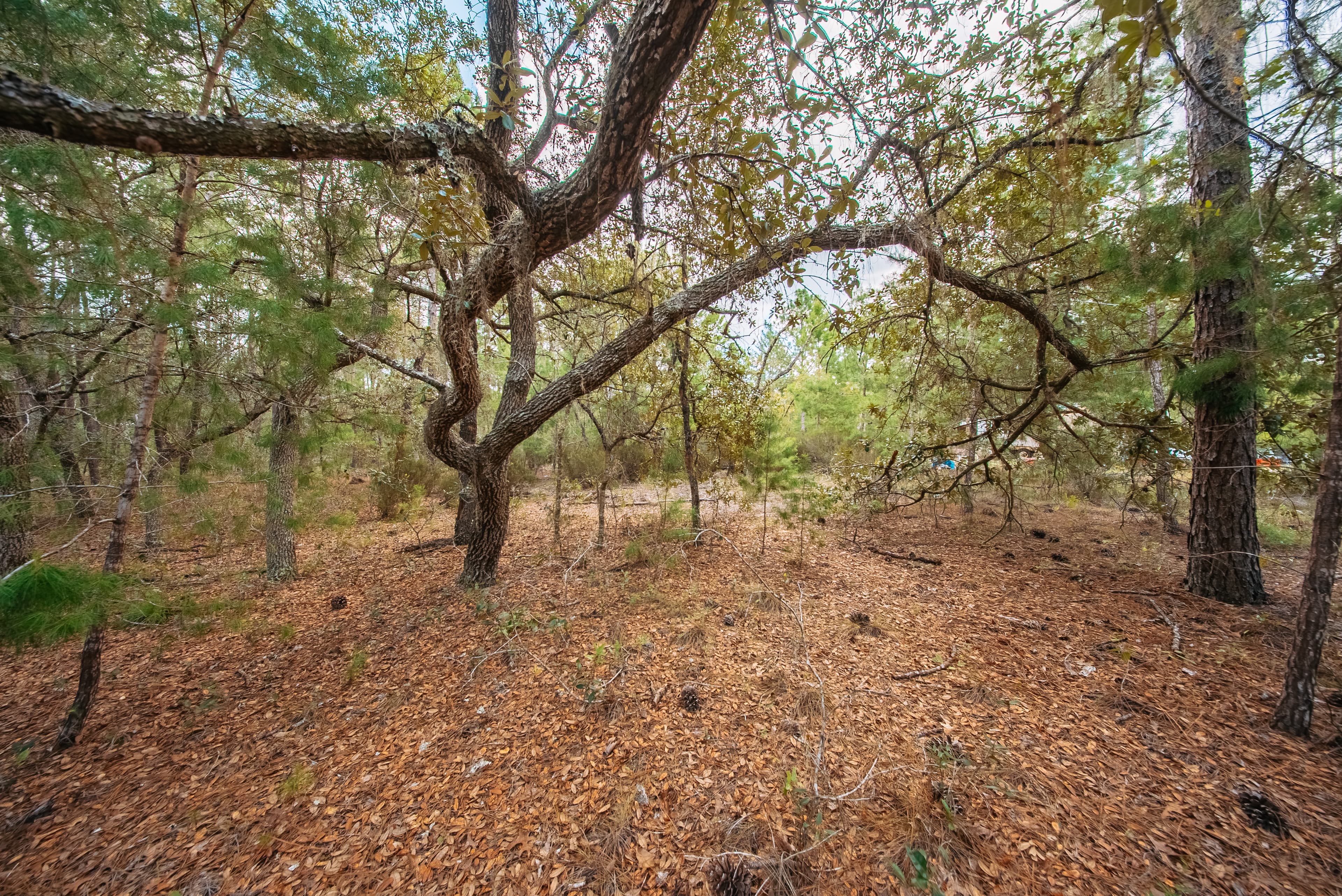  0.23 Acre Build-Ready Lot in Interlachen Lakes Estates — property view 15