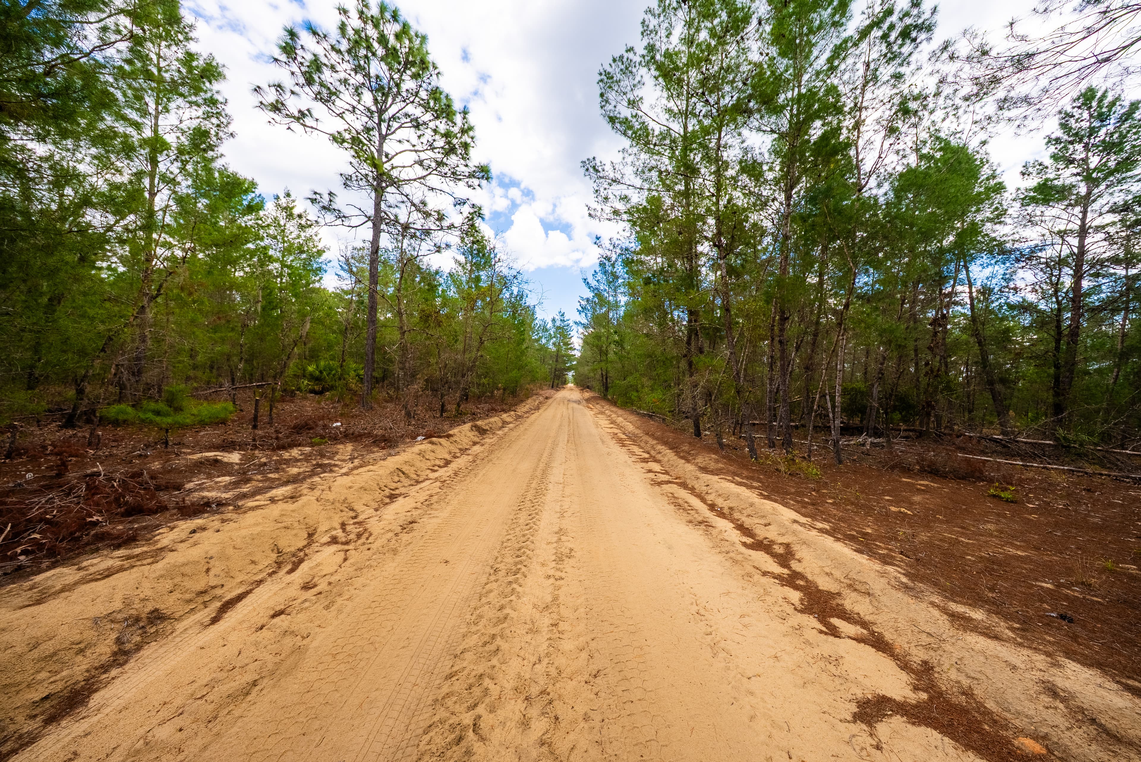 The Ridge Retreat: 0.4 Acres of Treed Privacy in Wild Florida — property view 8