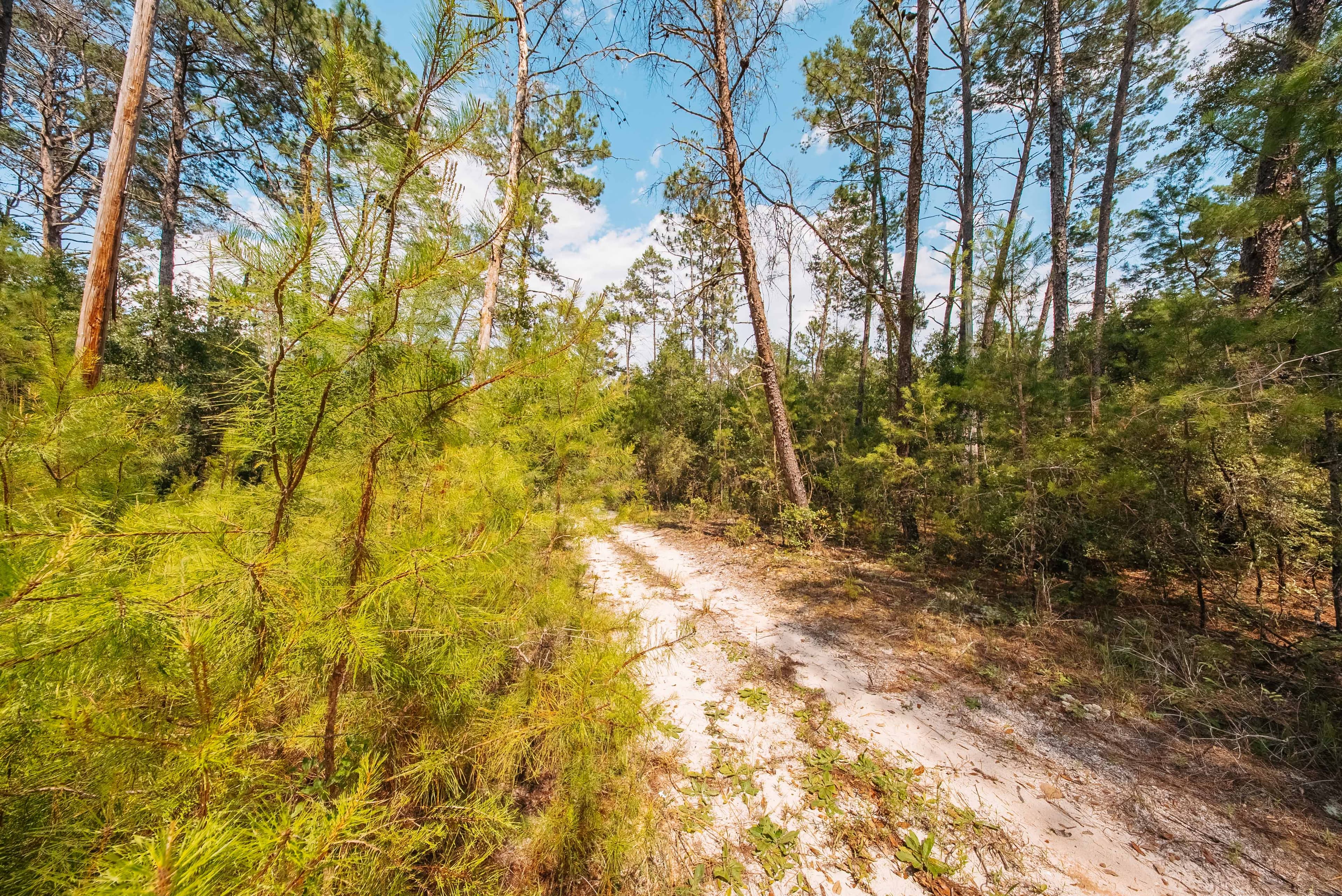 0.23 Acre Build-Ready Lot in Satsuma, Putnam County — property view 9