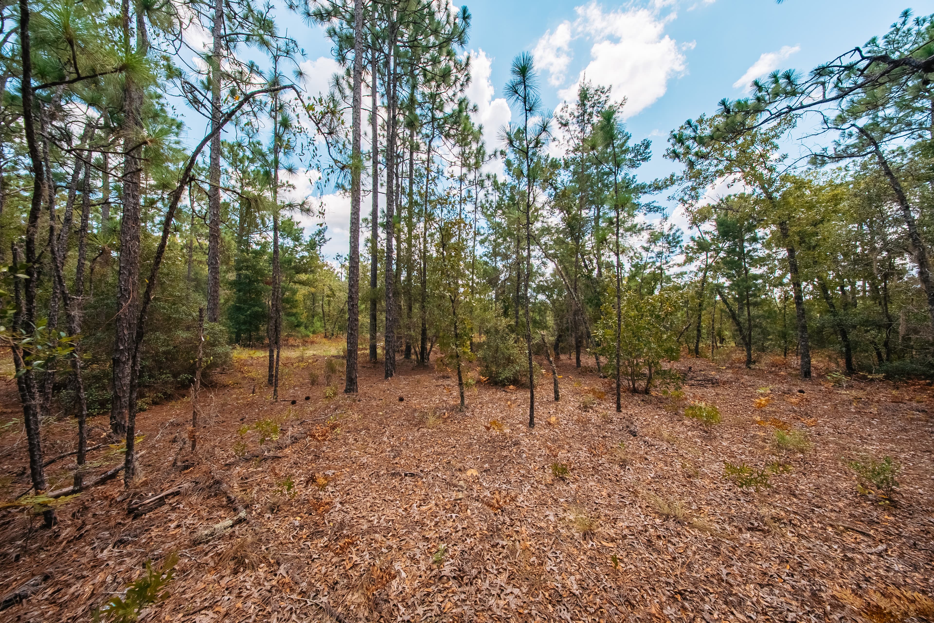 0.90 Acre Premium Lot in Mariners Lake Heights, Interlachen — property view 10