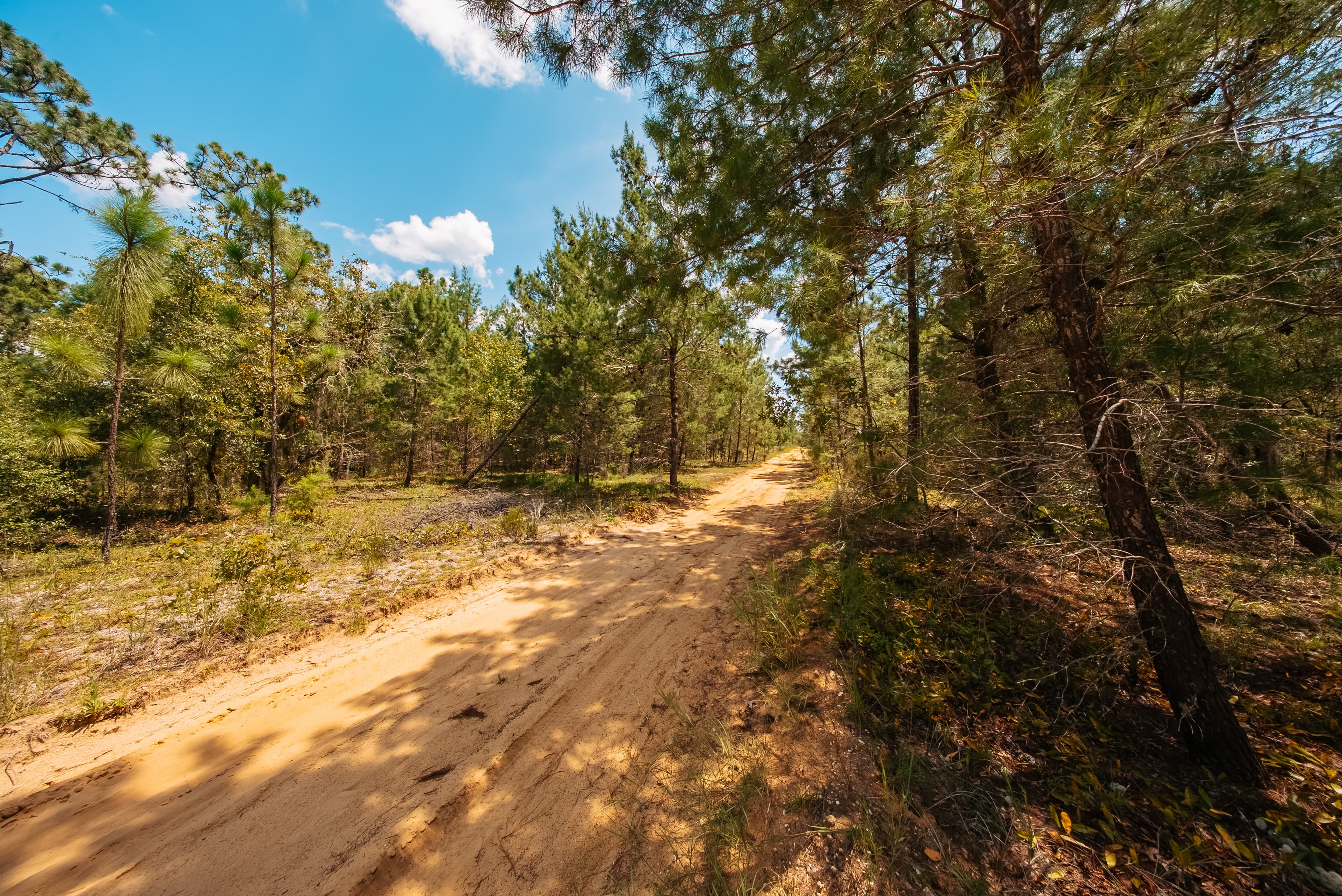 0.22 Acre Build-Ready Lot in Interlachen Lakes Estates — property view 11