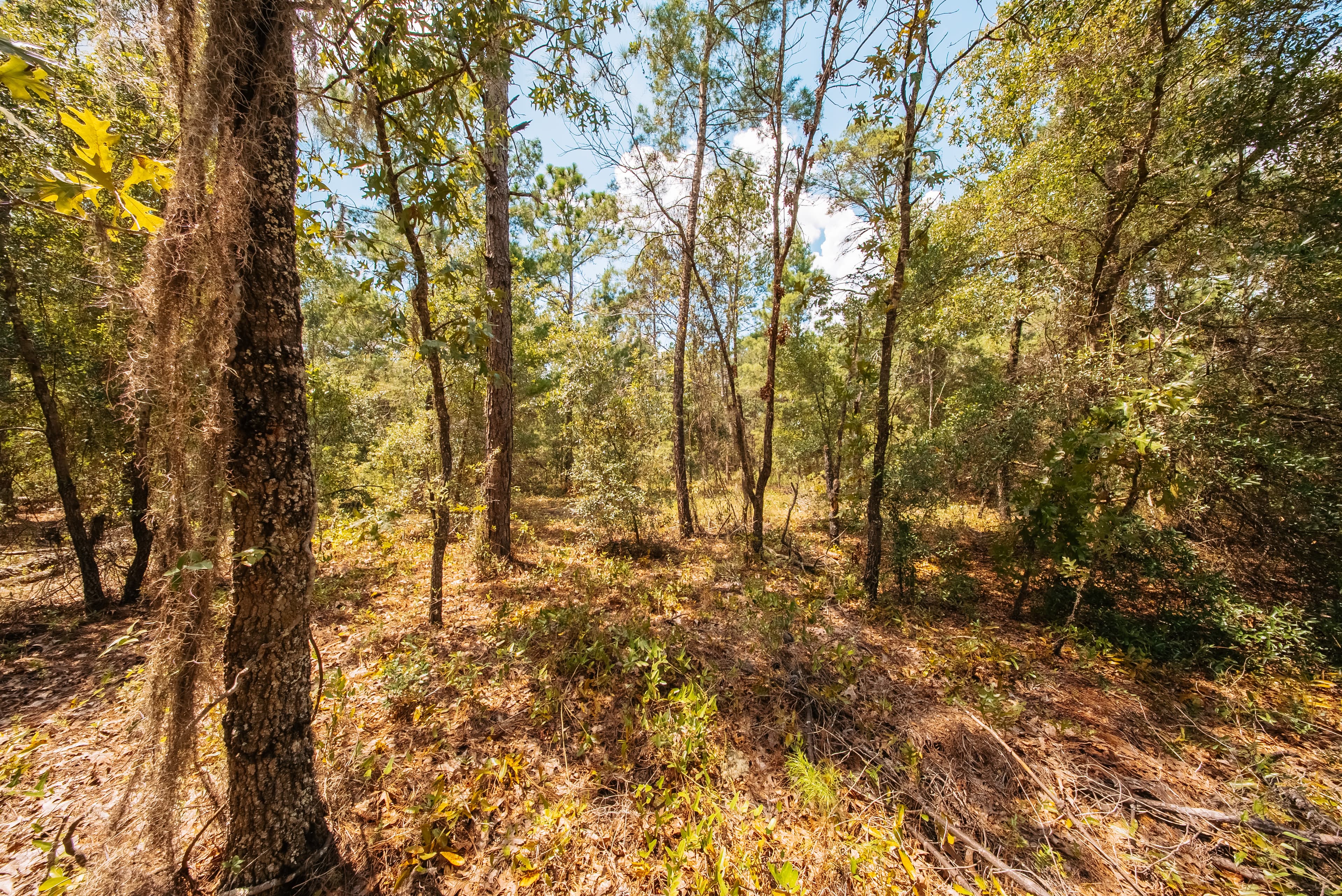 0.22 Acre Build-Ready Lot in Interlachen Lakes Estates — property view 9