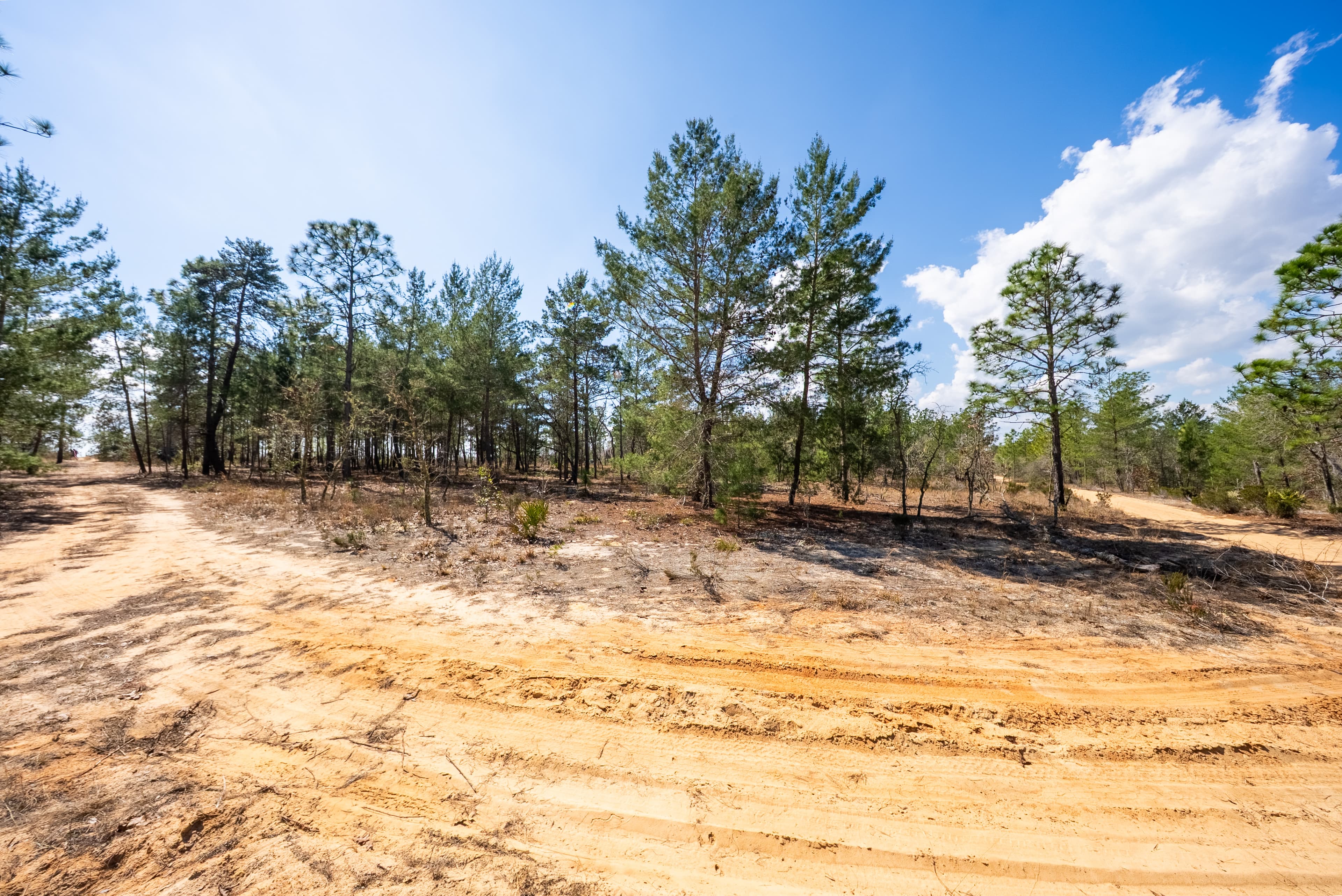 The High-Ground Corner: 0.37 Deeded Acres in Wild Florida — property view 9