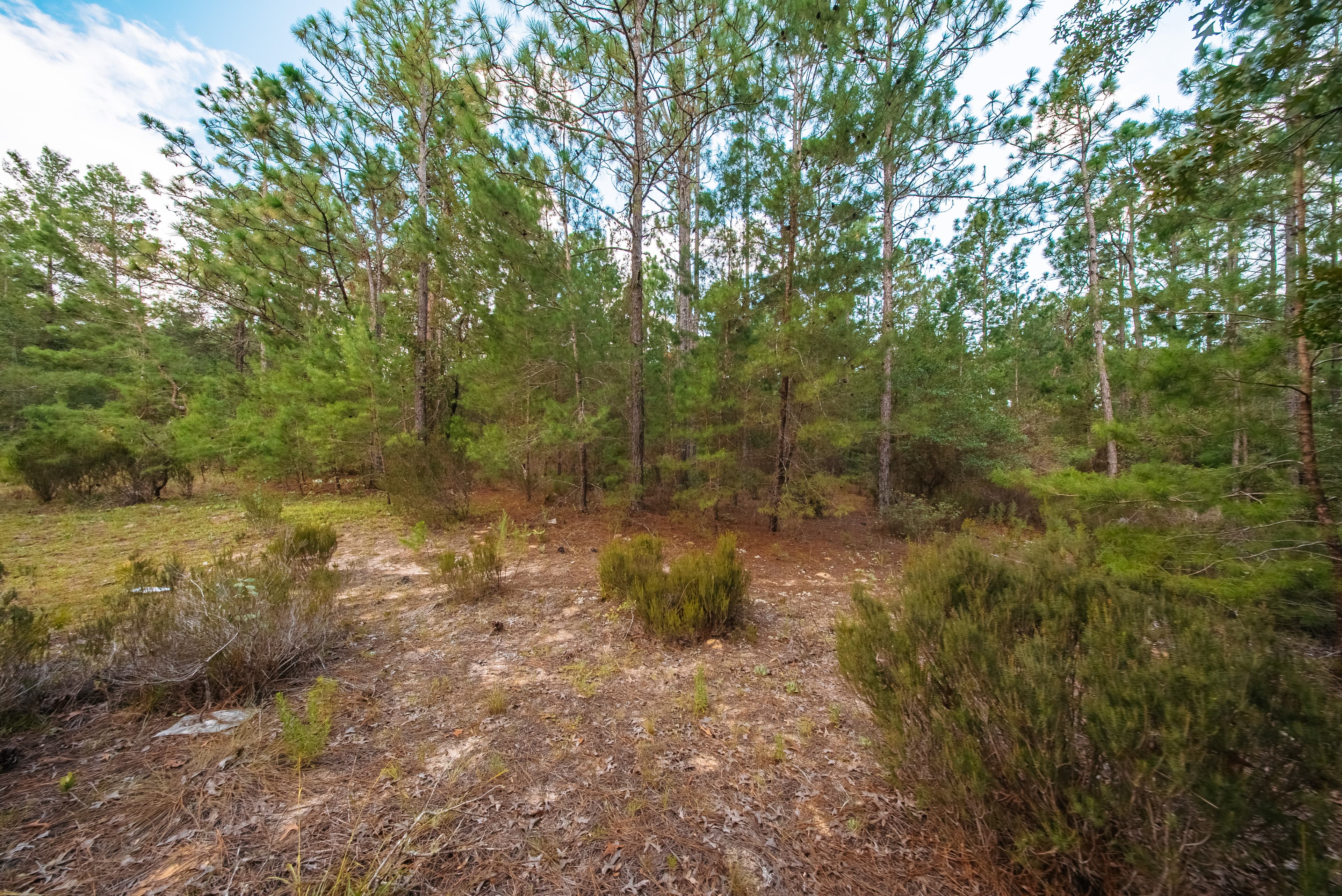  0.23 Acre Build-Ready Lot in Interlachen Lakes Estates — property view 5