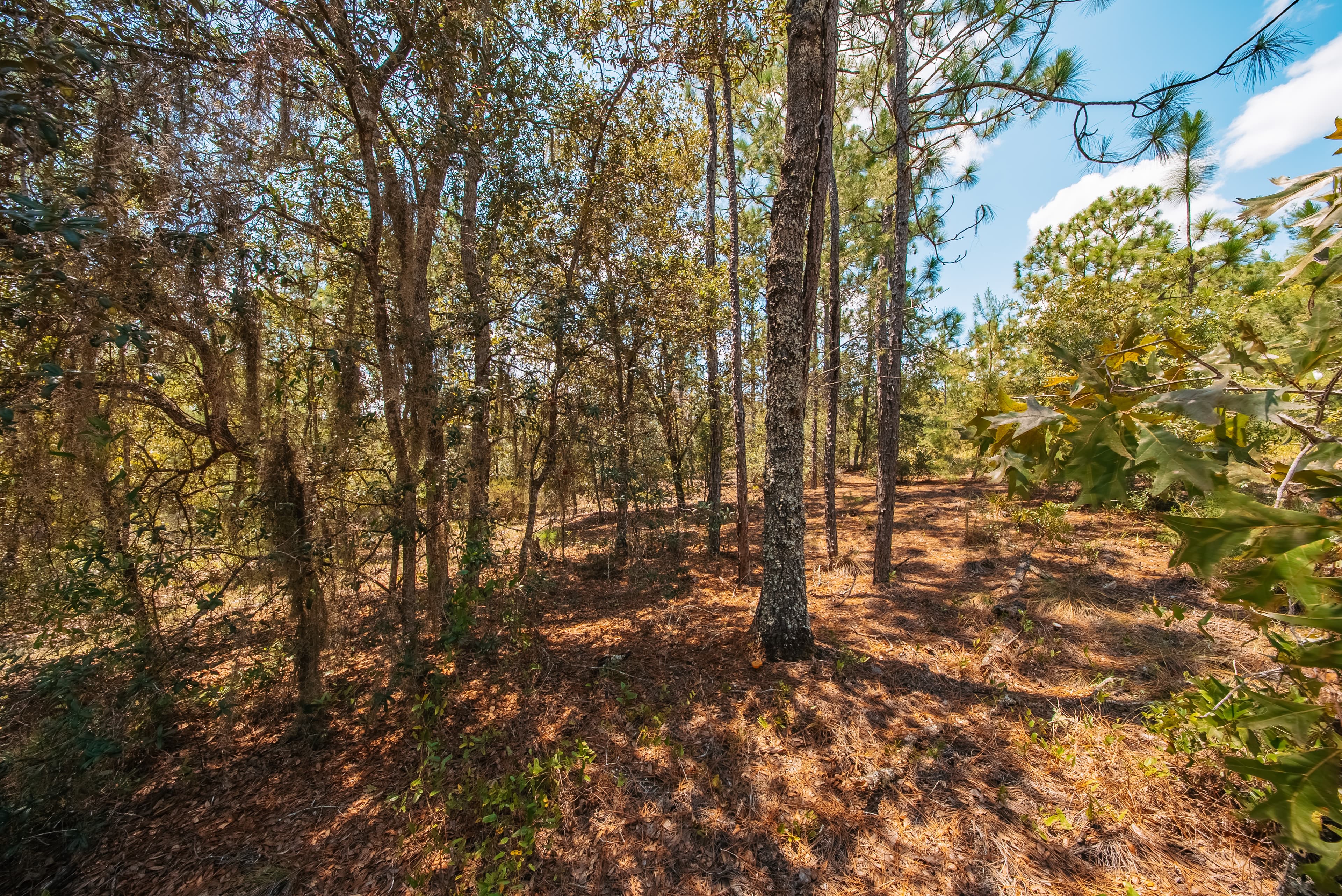 1.03 acre residential zoned land for sale in Putnam County, FL — photo 4