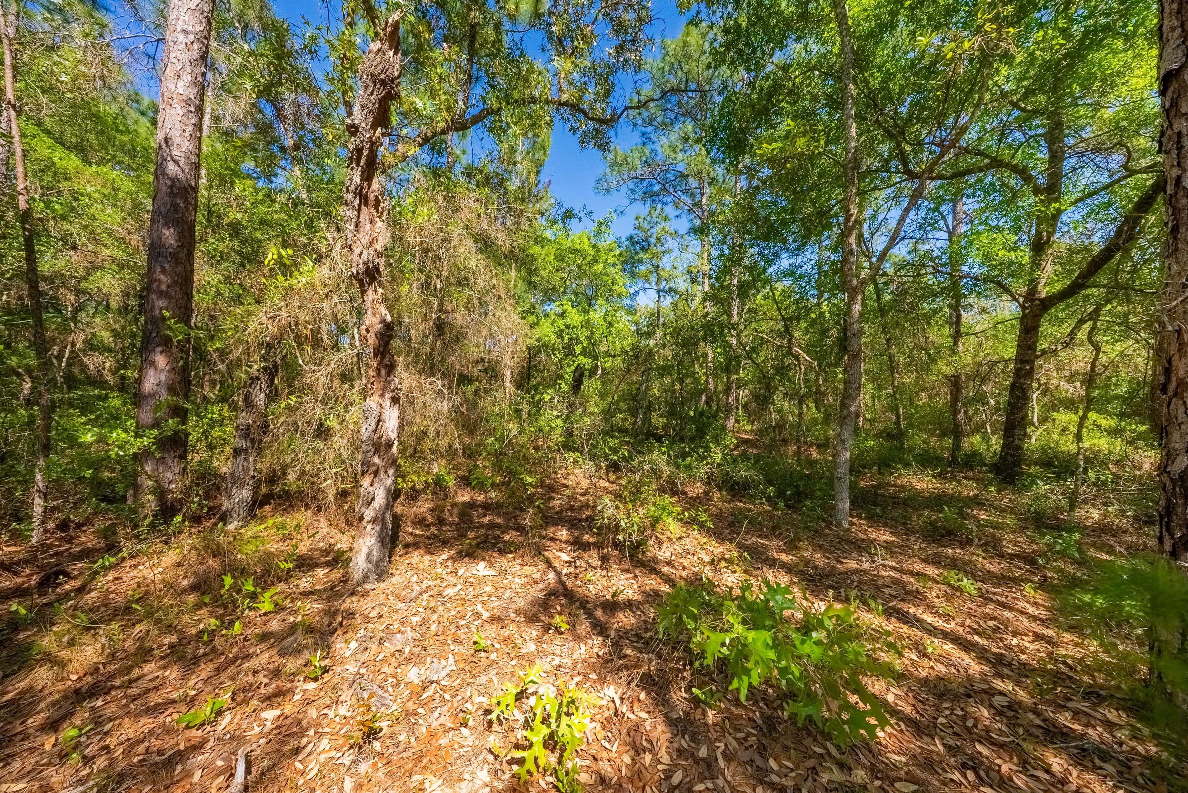 The Satsuma High-Point: 0.23 Acres of Wooded Freedom & 65ft Elevation — property view 6