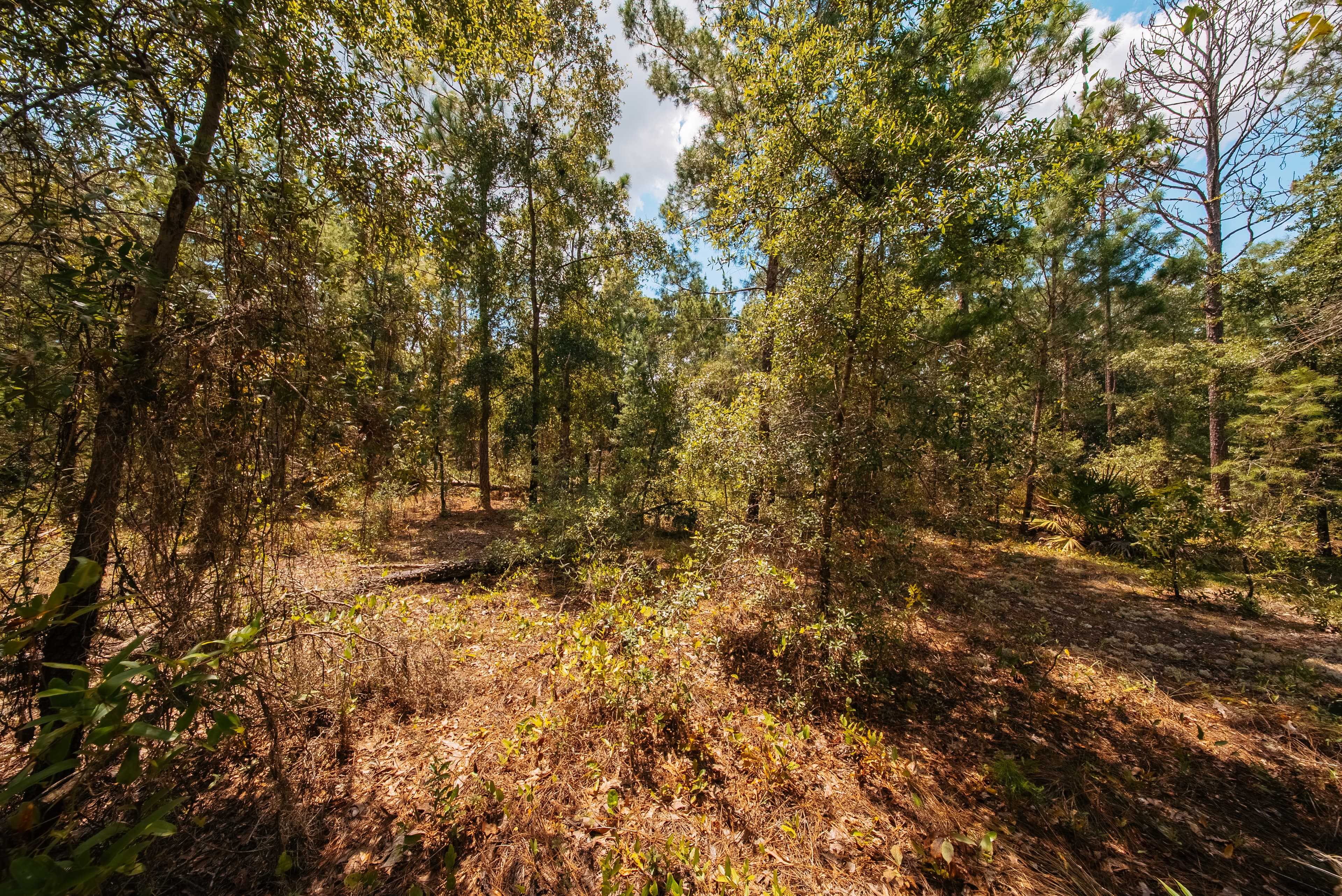 0.22 Acre Build-Ready Lot in Interlachen Lakes Estates — property view 10