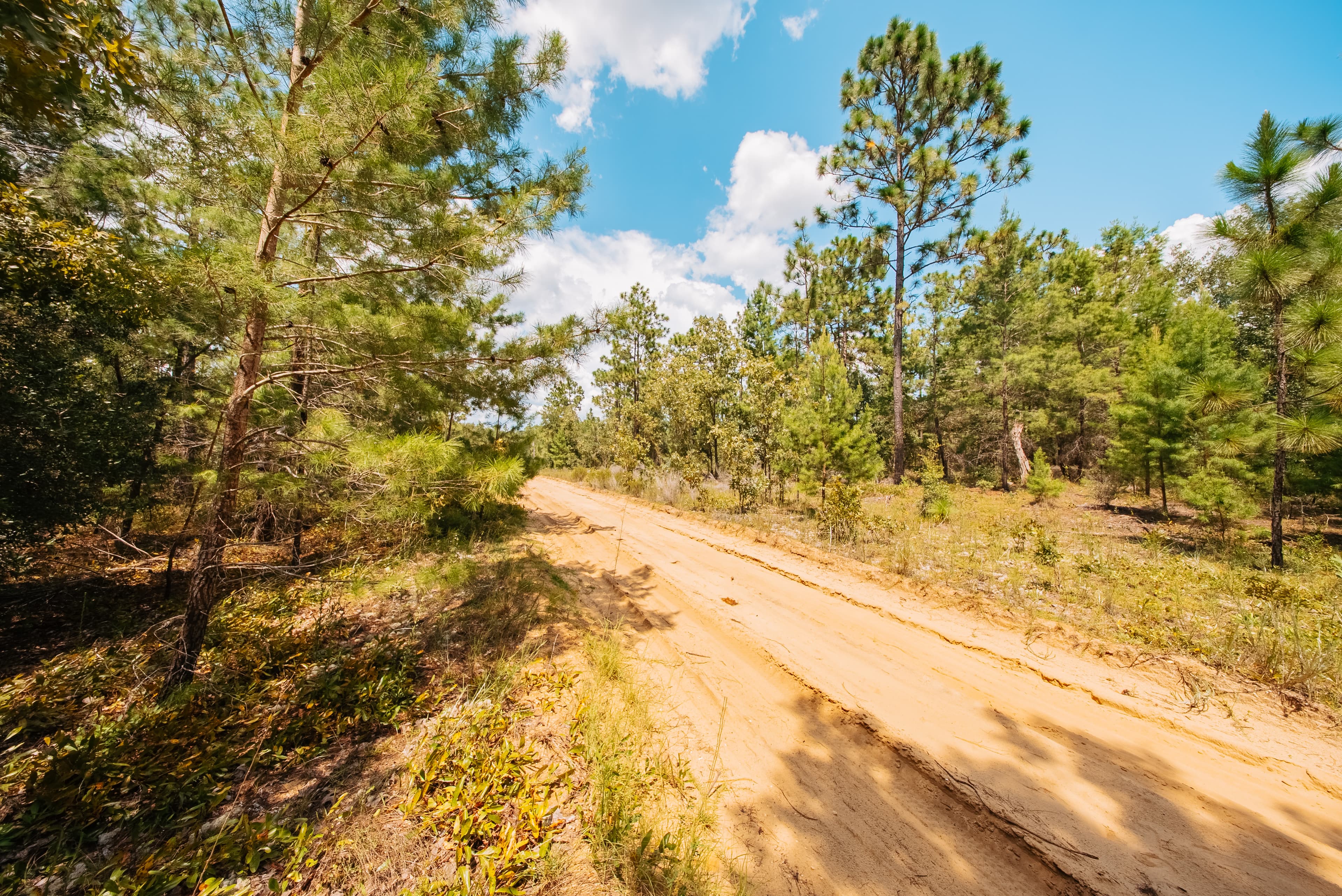 0.22 Acre Build-Ready Lot in Interlachen Lakes Estates — property view 13