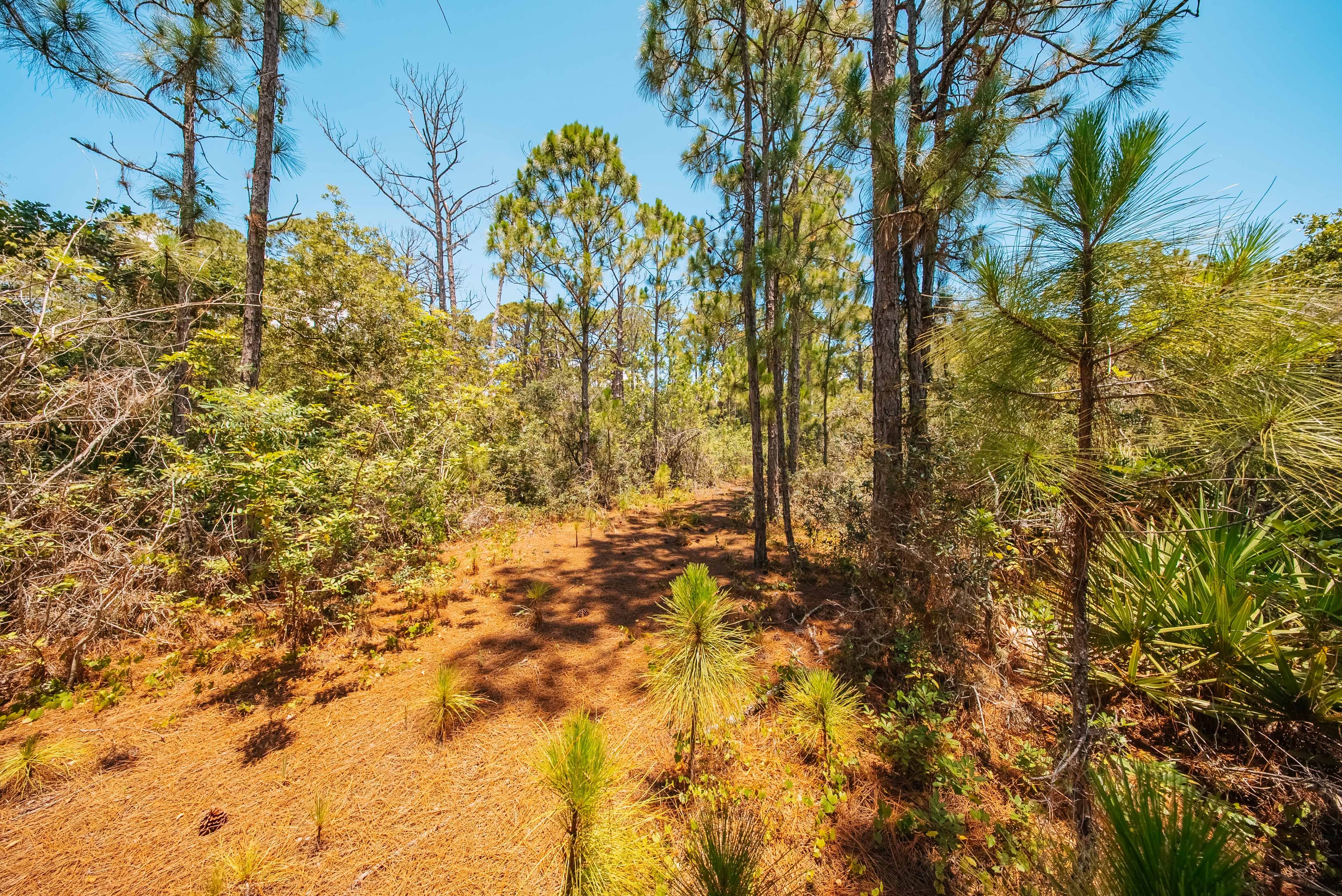 0.235 Acre Build-Ready Lot in Sun N Lakes, Lake Placid — property view 15