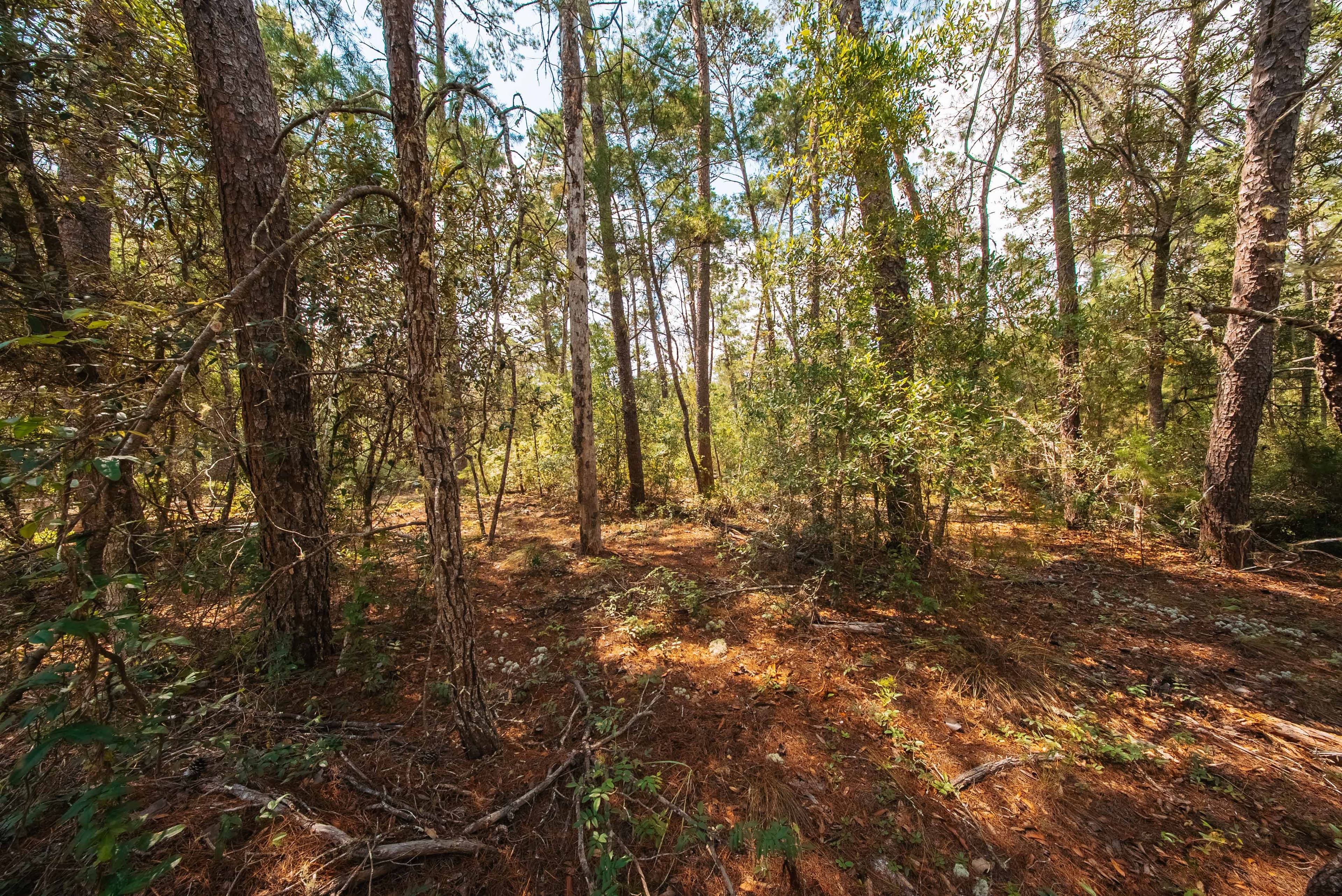 0.23 Acre Build-Ready Lot in Satsuma, Putnam County — property view 13