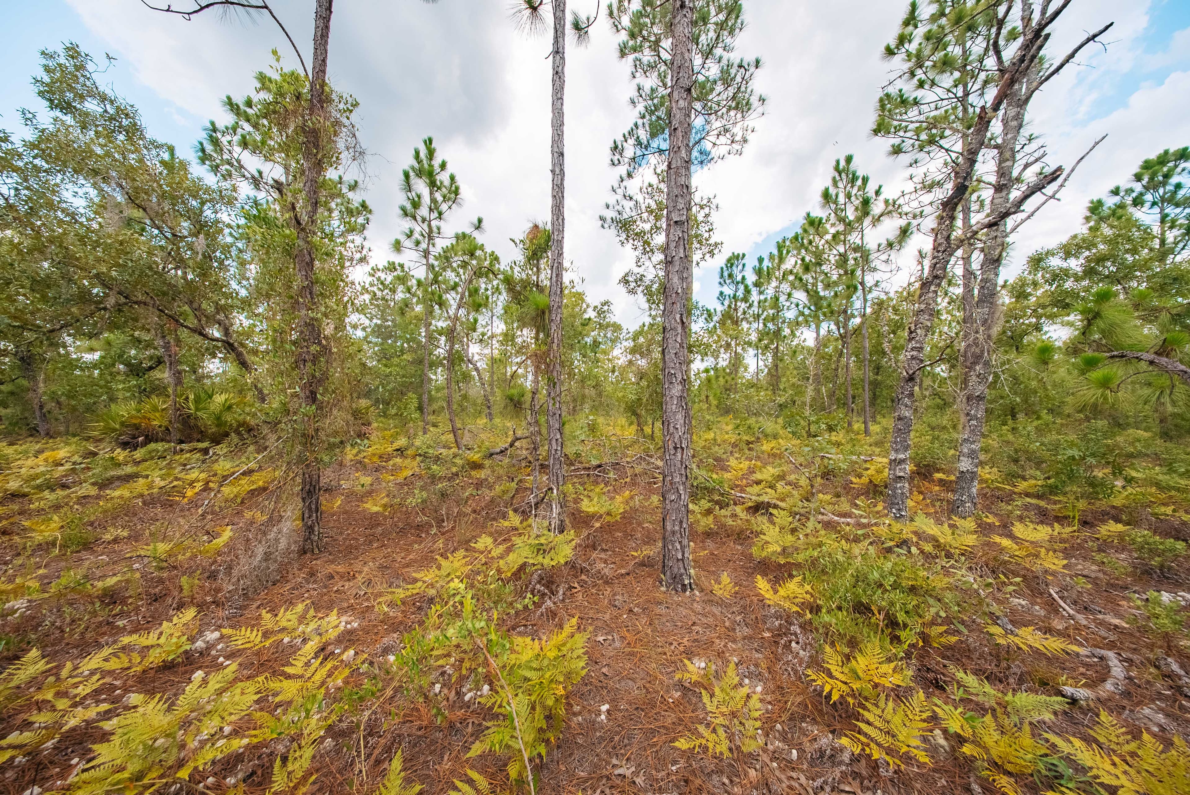 0.20 Acre Build-Ready Lot in West Lake Estates — property view 12
