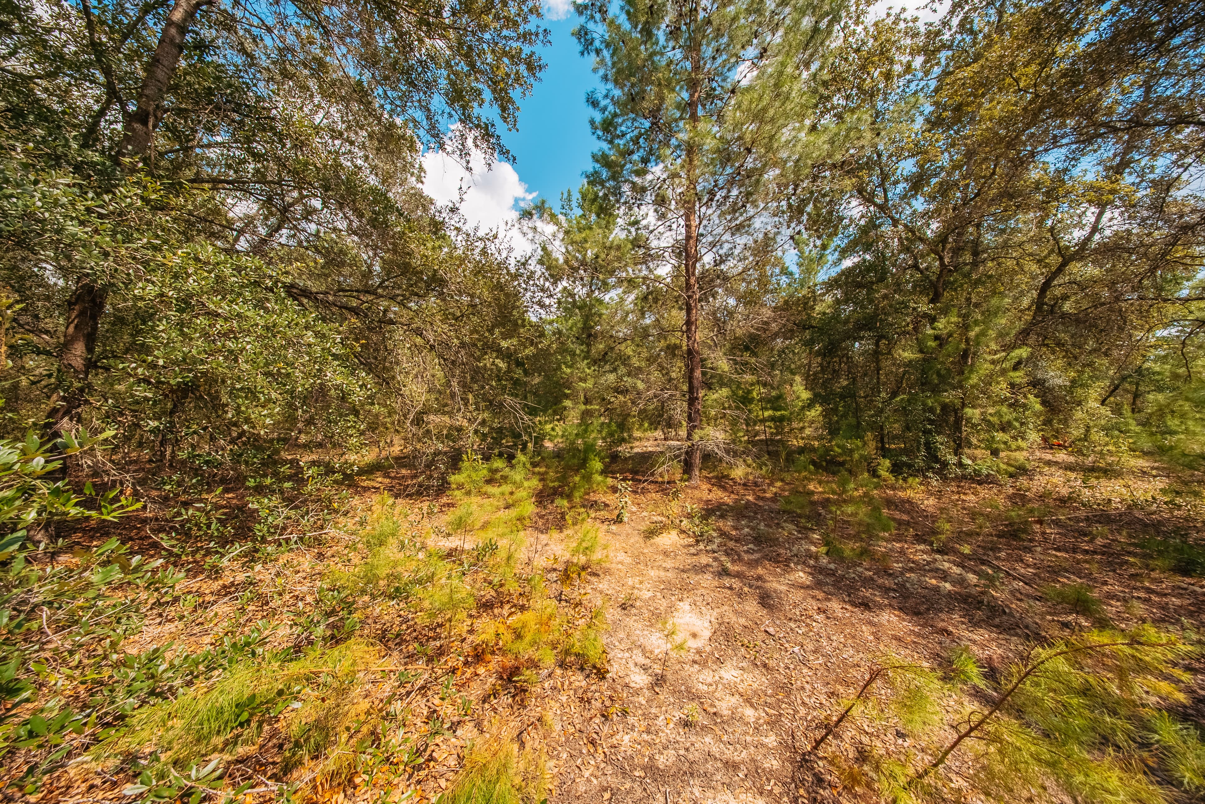0.23 Acre Build-Ready Lot in Interlachen Lakes Estates — property view 11