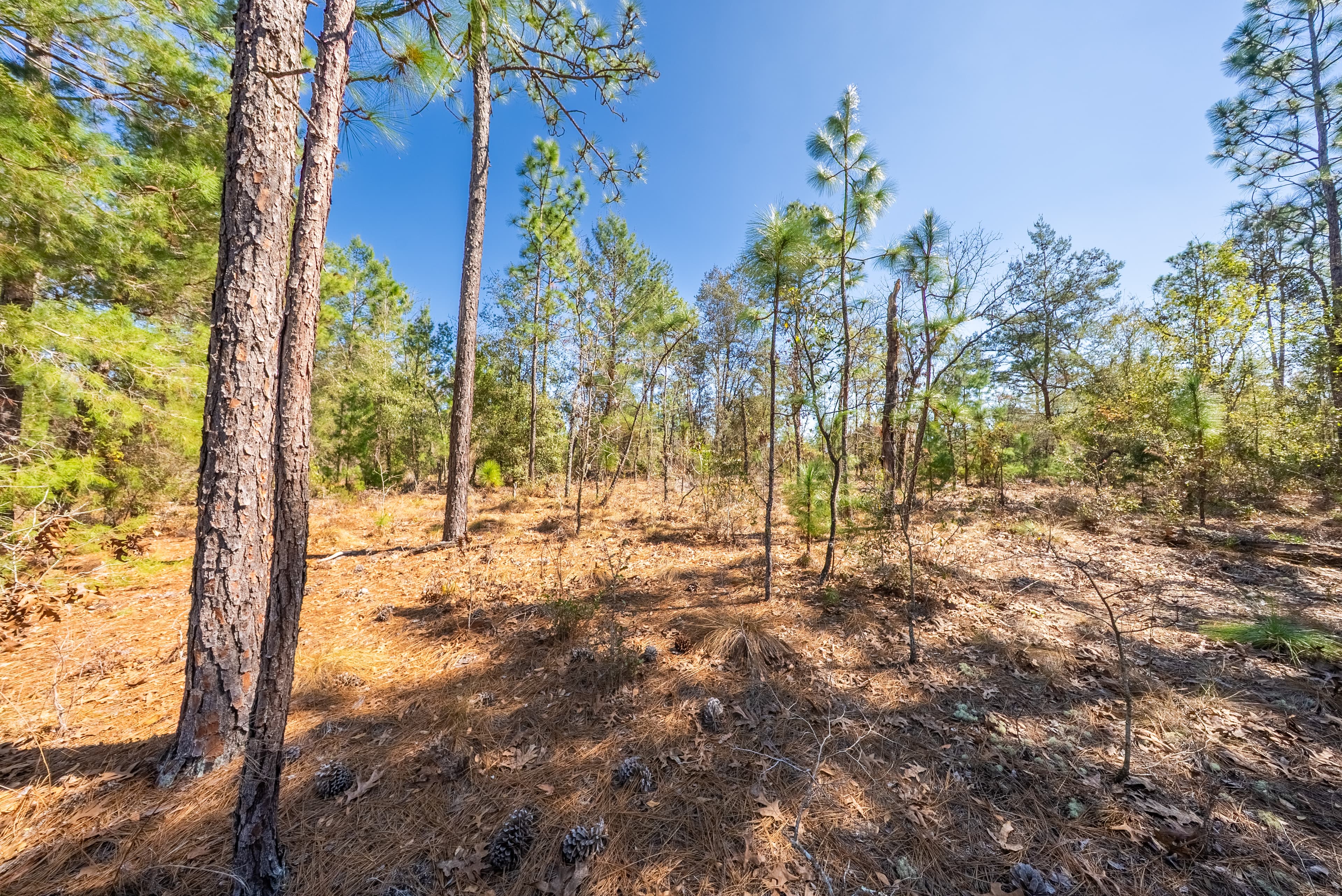 The Trout Lake Estate: 1.22 Acres of Untouched Florida Freedom — property view 10