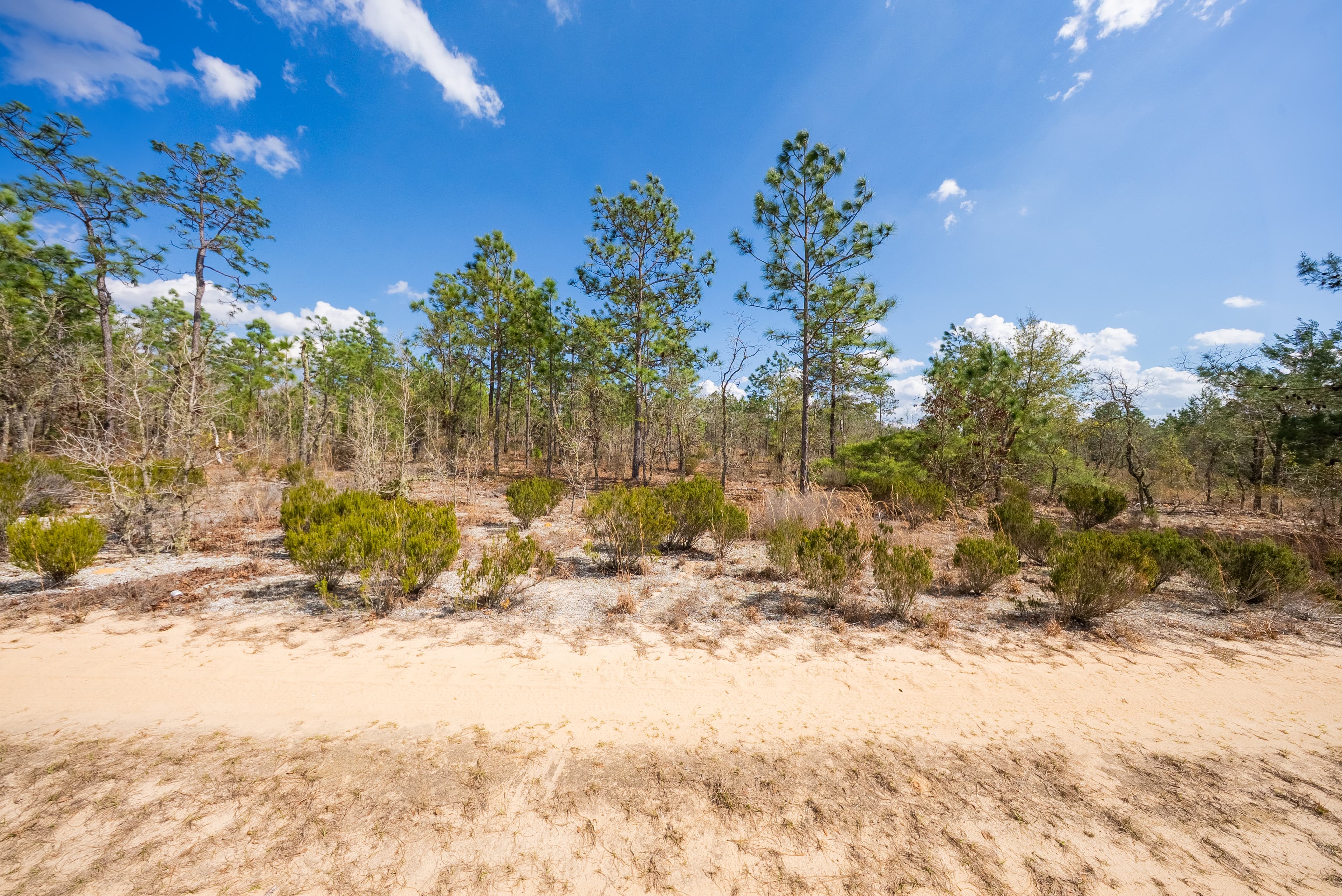 Your Massive Florida Double-Lot Escape — property view 9