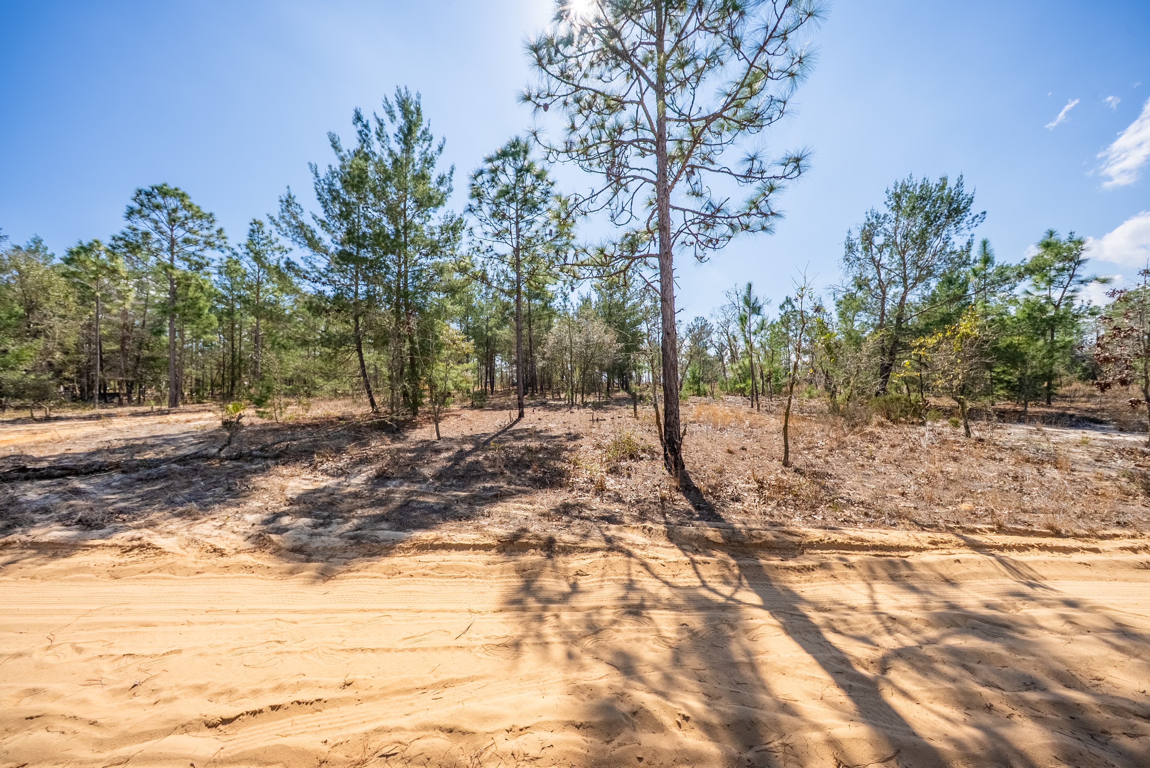 The High-Ground Corner: 0.37 Deeded Acres in Wild Florida — property view 15
