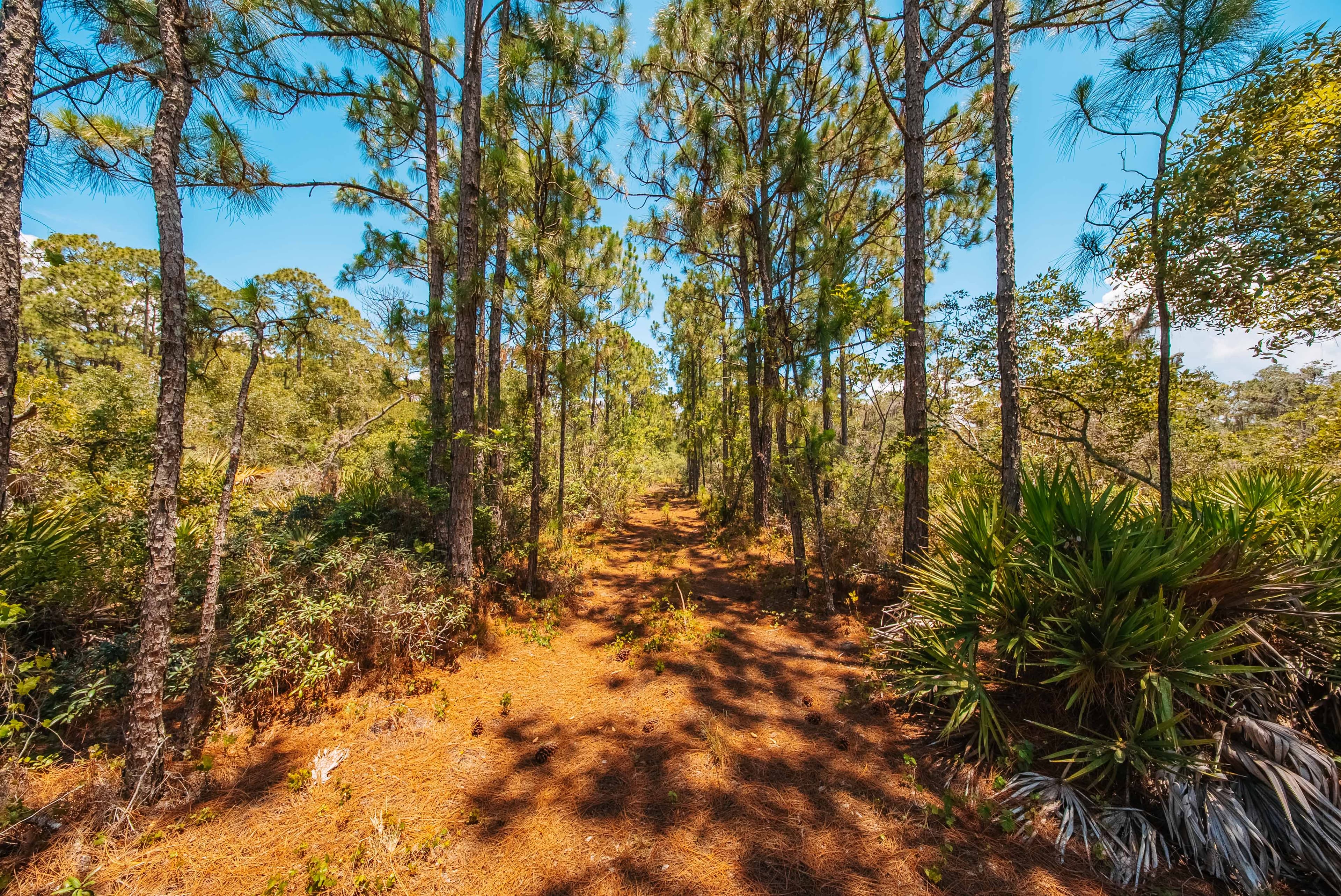 0.235 Acre Build-Ready Lot in Sun N Lakes, Lake Placid — property view 11
