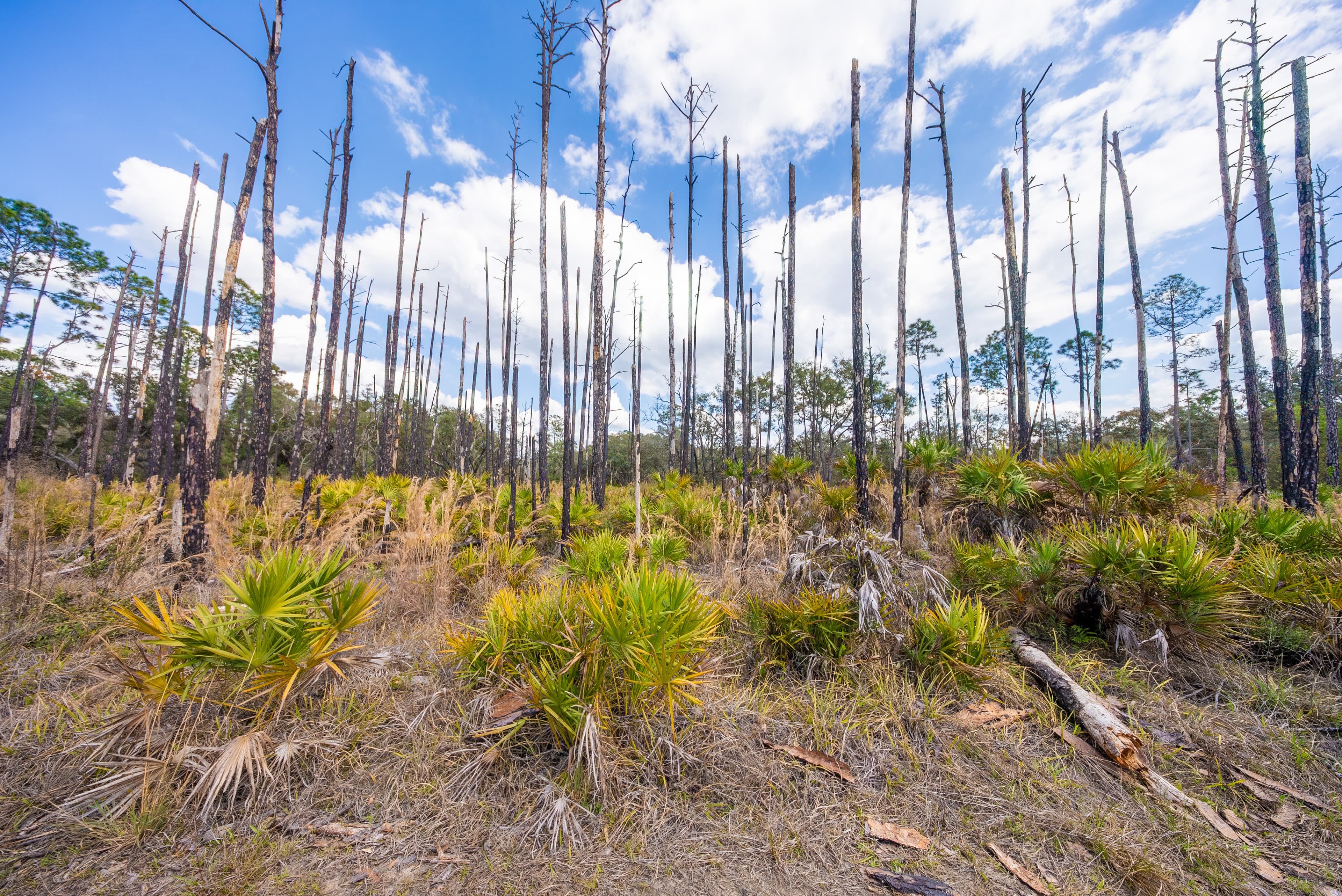 The Dana Avenue Sanctuary: 0.22 High-Elevation Acres in Interlachen — property view 8