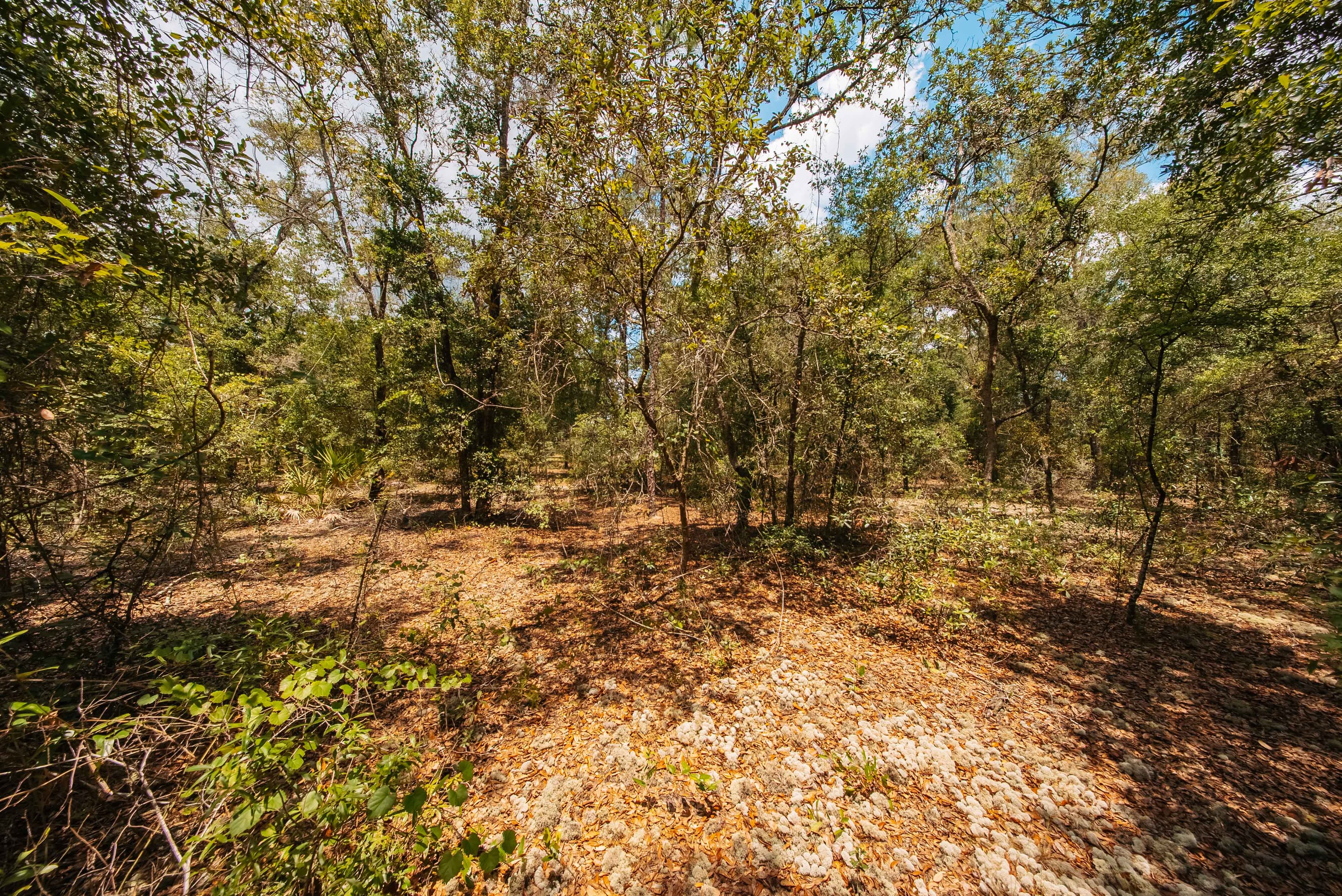0.2 acre residential zoned land for sale in Putnam County, FL — photo 4