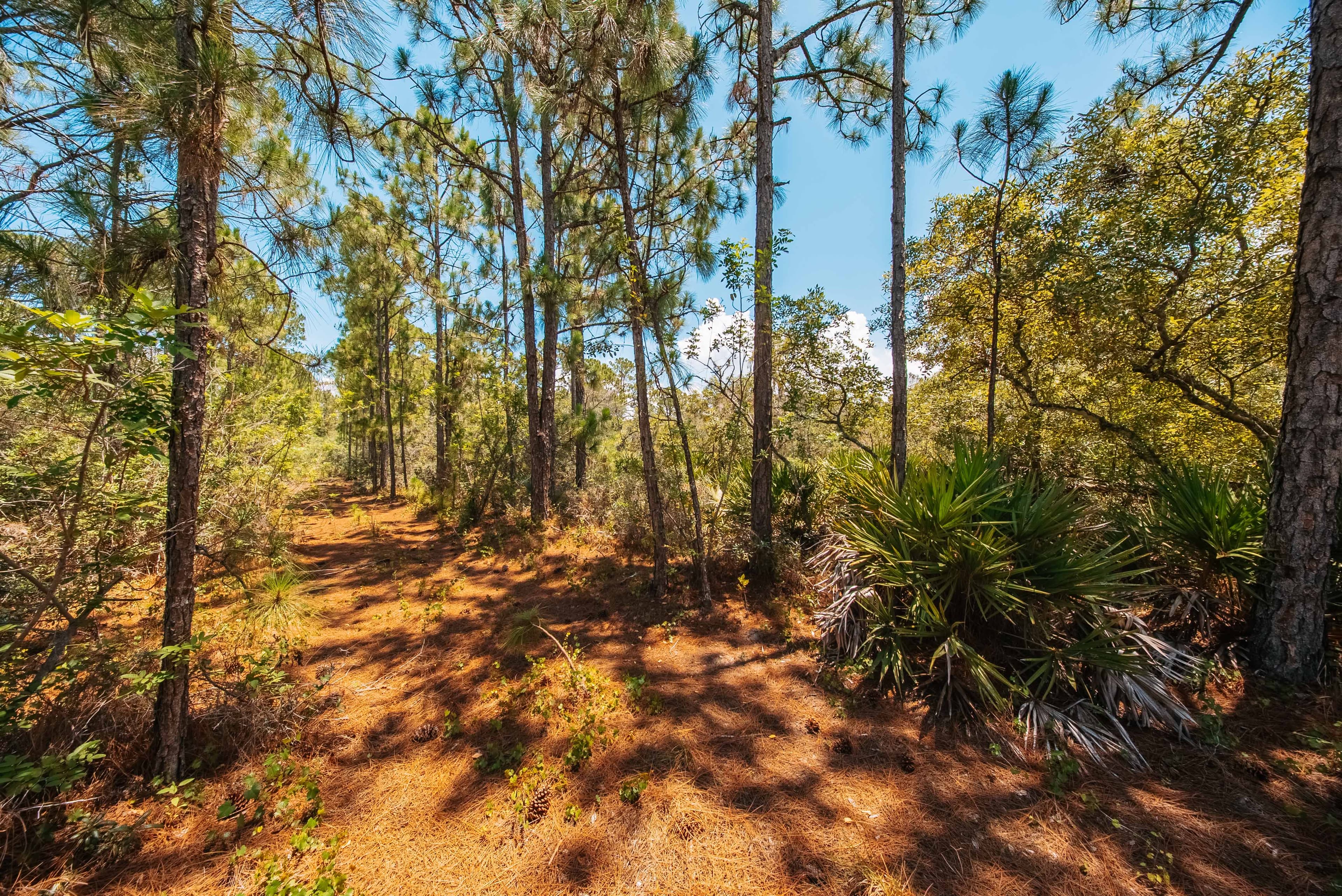 0.235 Acre Build-Ready Lot in Sun N Lakes, Lake Placid — property view 12