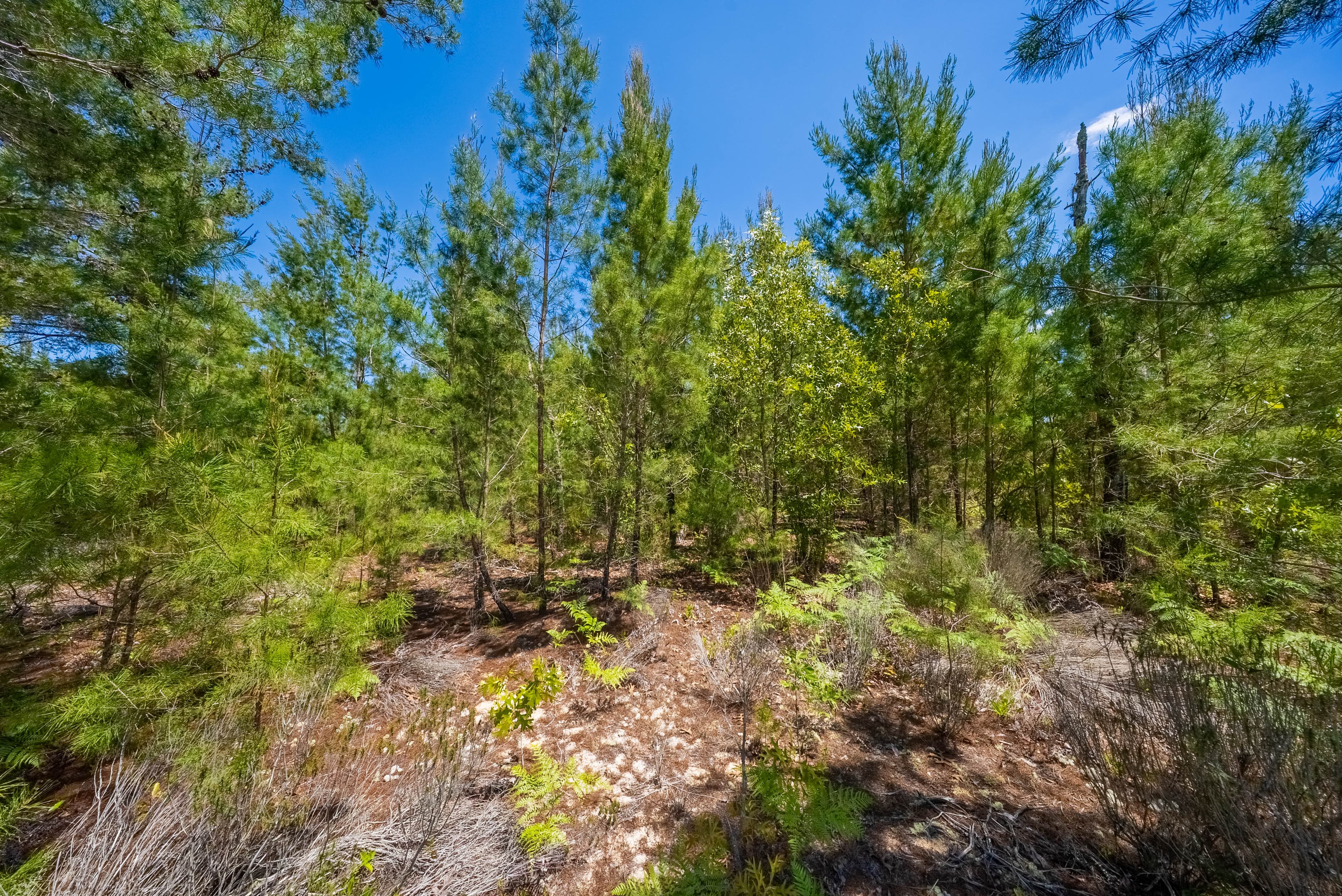 Elite 0.42-Acre High-Elevation Sanctuary – Rare 187ft Elevation Near Lake Lucy — property view 11