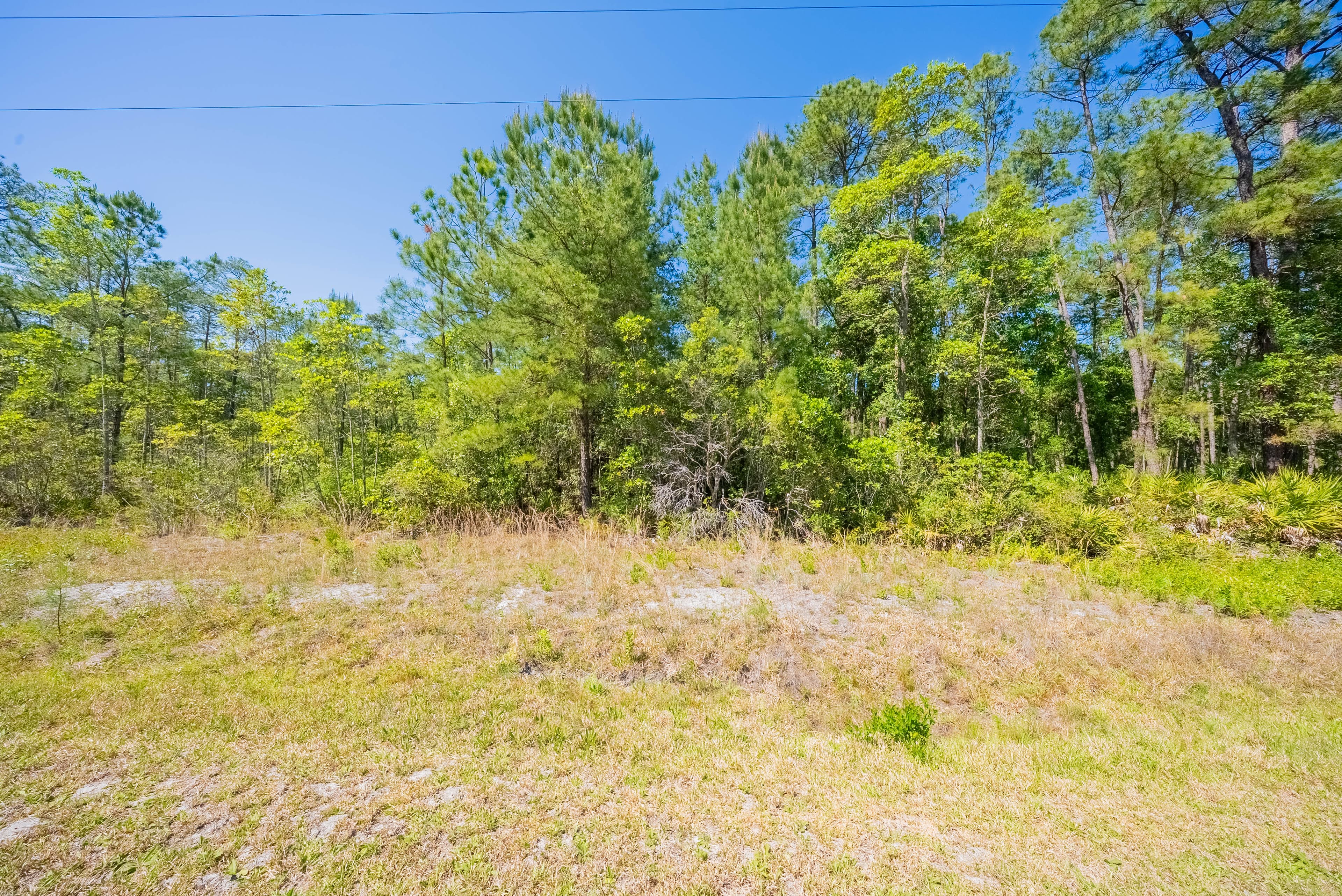 The Hickory Nut Haven: 0.24 Acres of Wooded Freedom in Wild Florida — property view 8