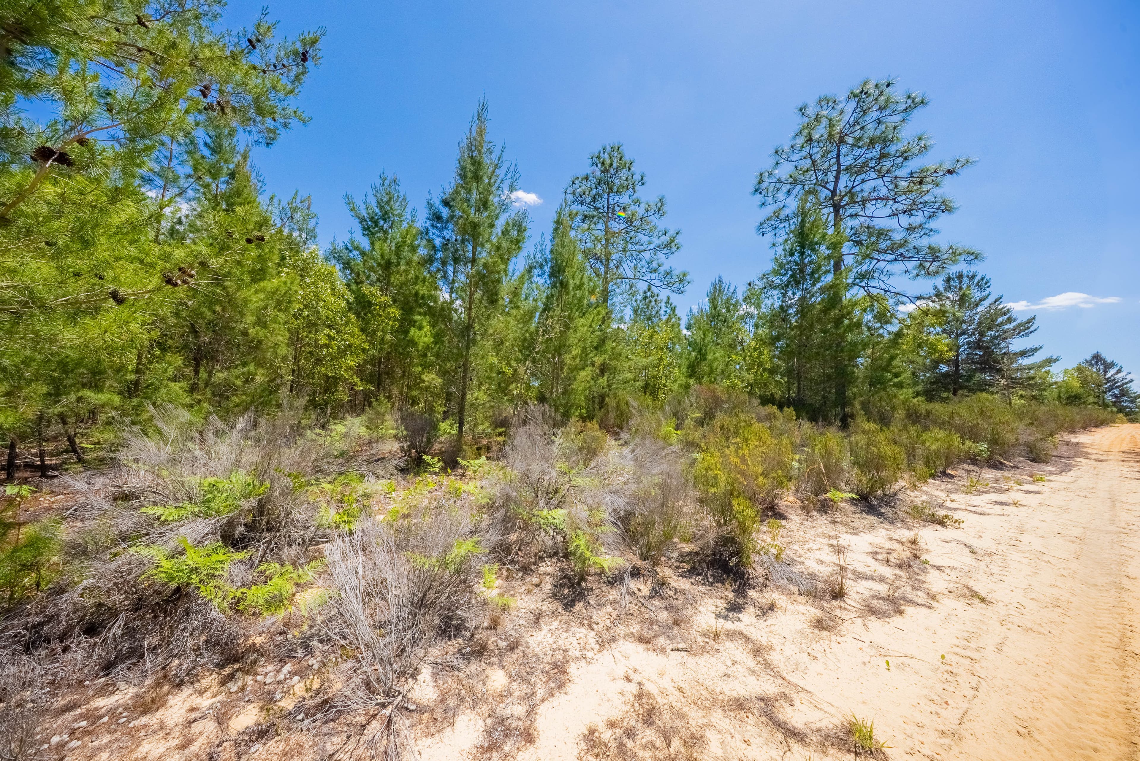Elite 0.42-Acre High-Elevation Sanctuary – Rare 187ft Elevation Near Lake Lucy — property view 10